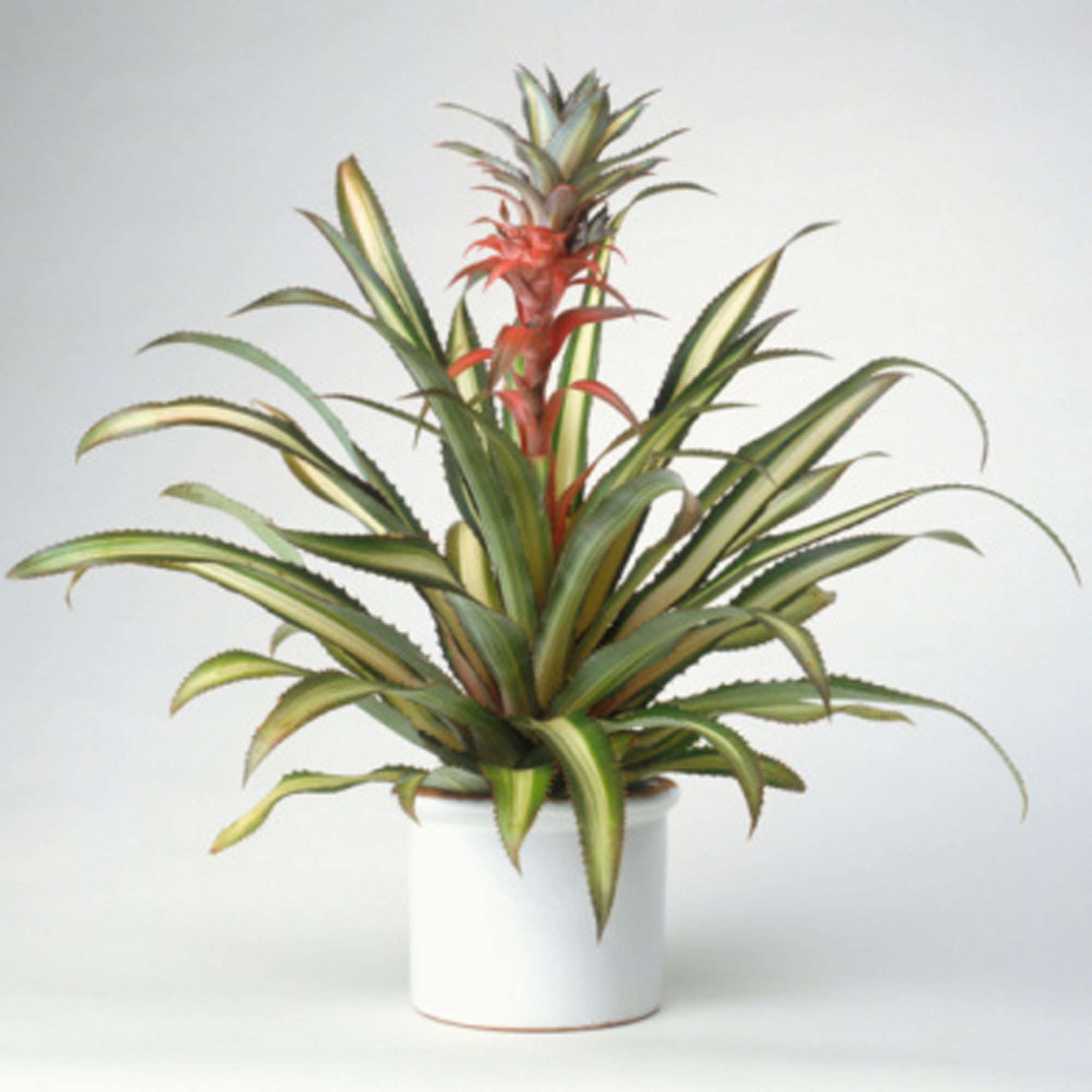 bromeliads