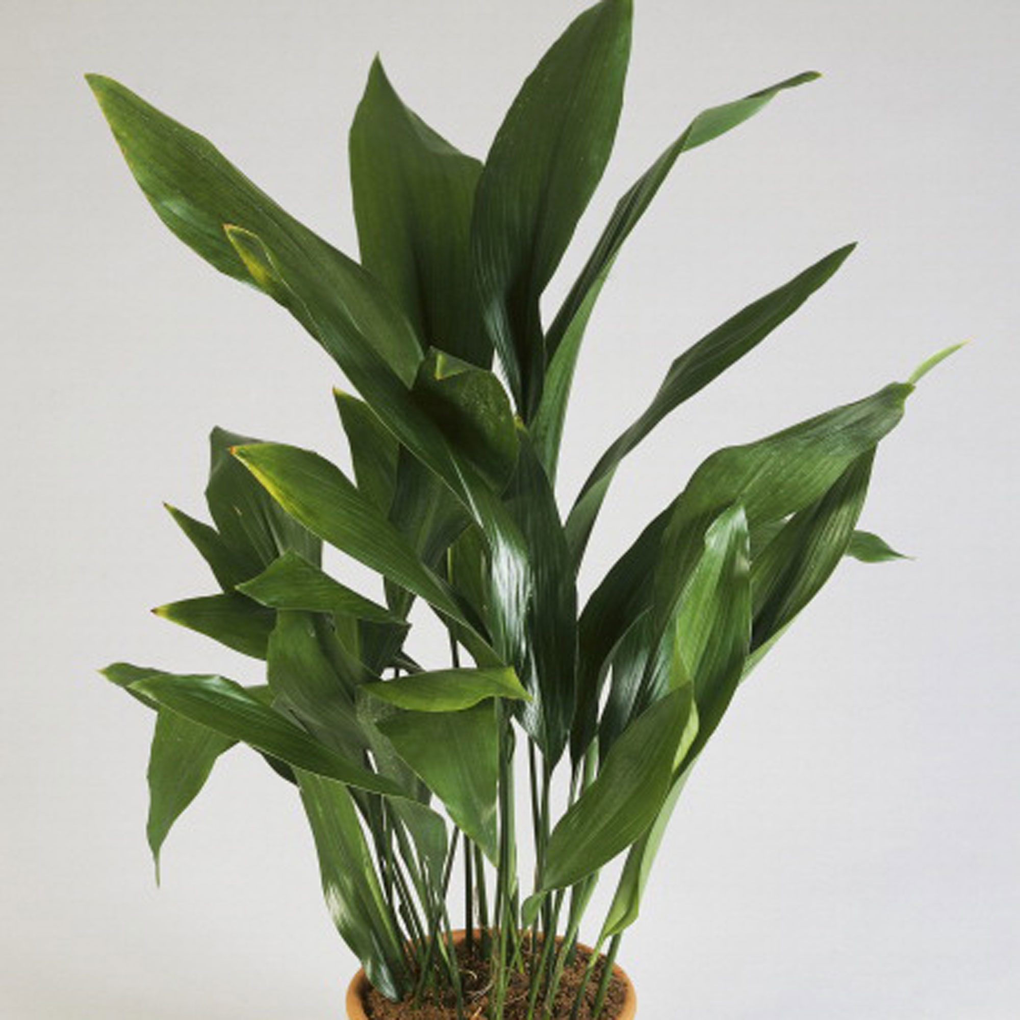 cast-iron-plant-aspidistra-elatior