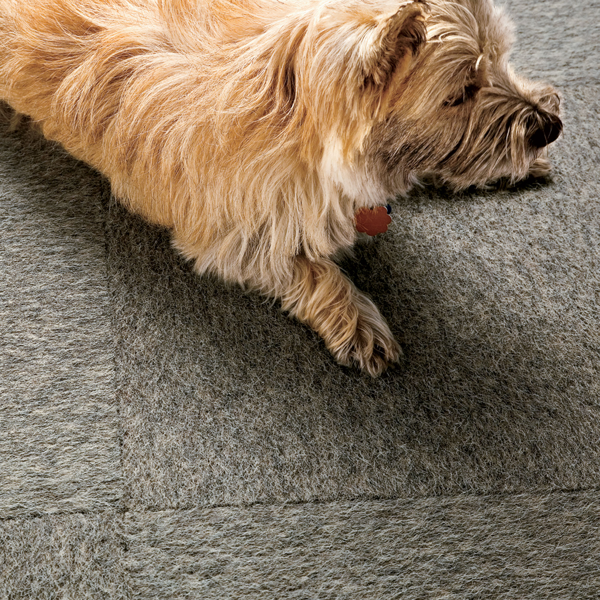 PetFriendly Ways to Decorate Sunset Magazine