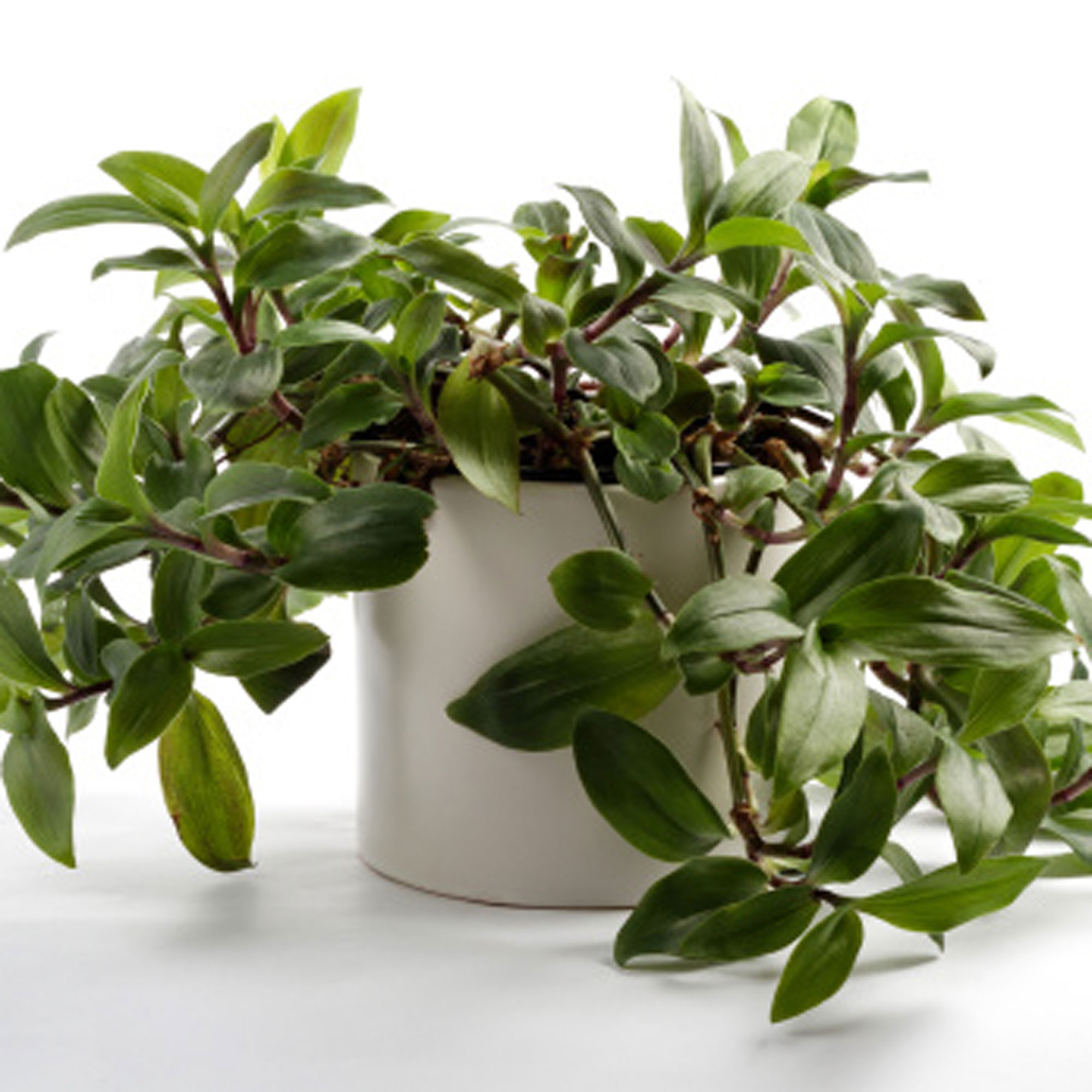 Unkillable Houseplants That Even Black Thumbs Can Keep 