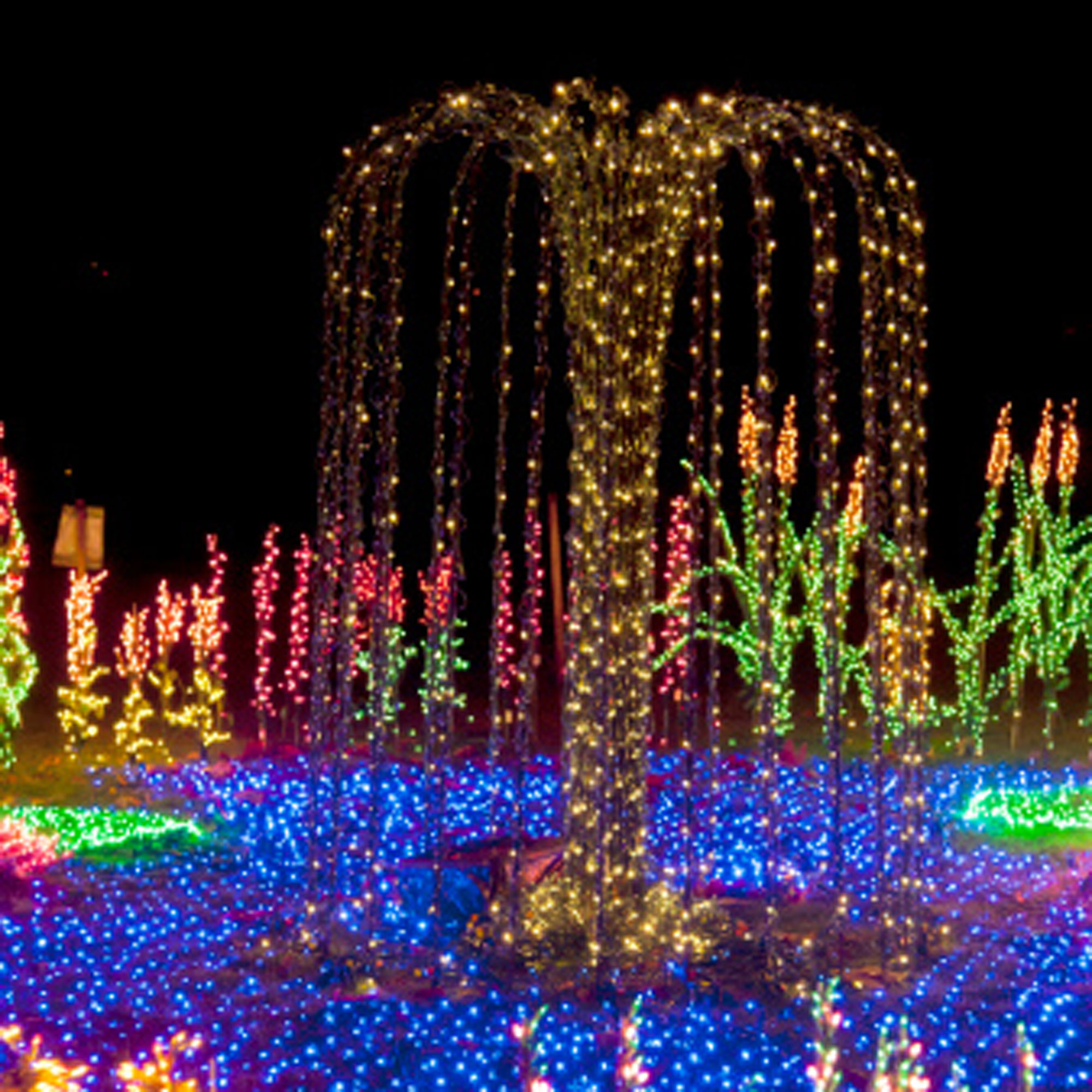 Bellevue Botanical Garden Christmas Lights 2021 - Bellevue Botanical Garden Map