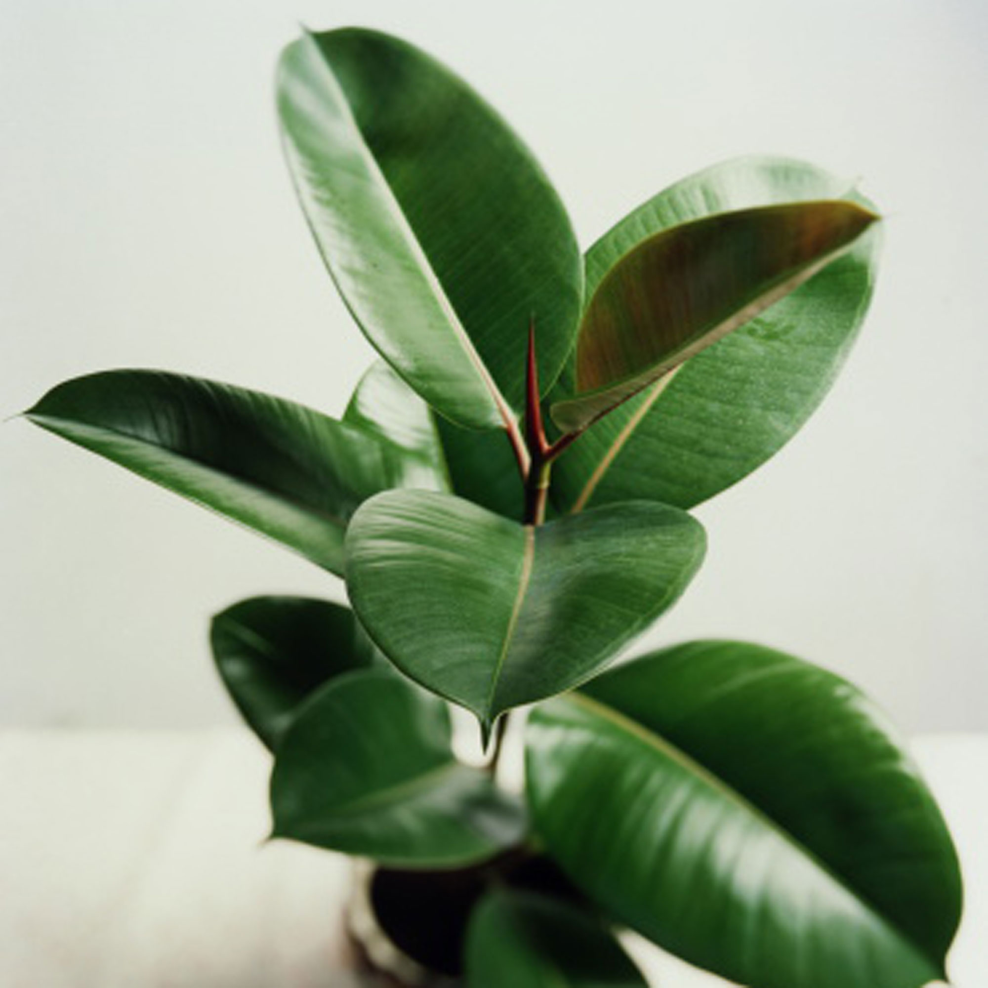 rubber-plant-ficus-elastica