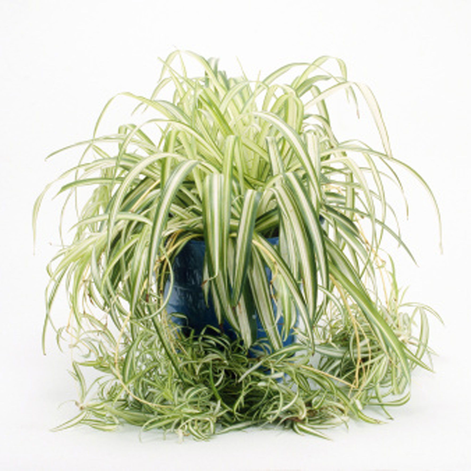 spider-plant-chlorophytum-comosum