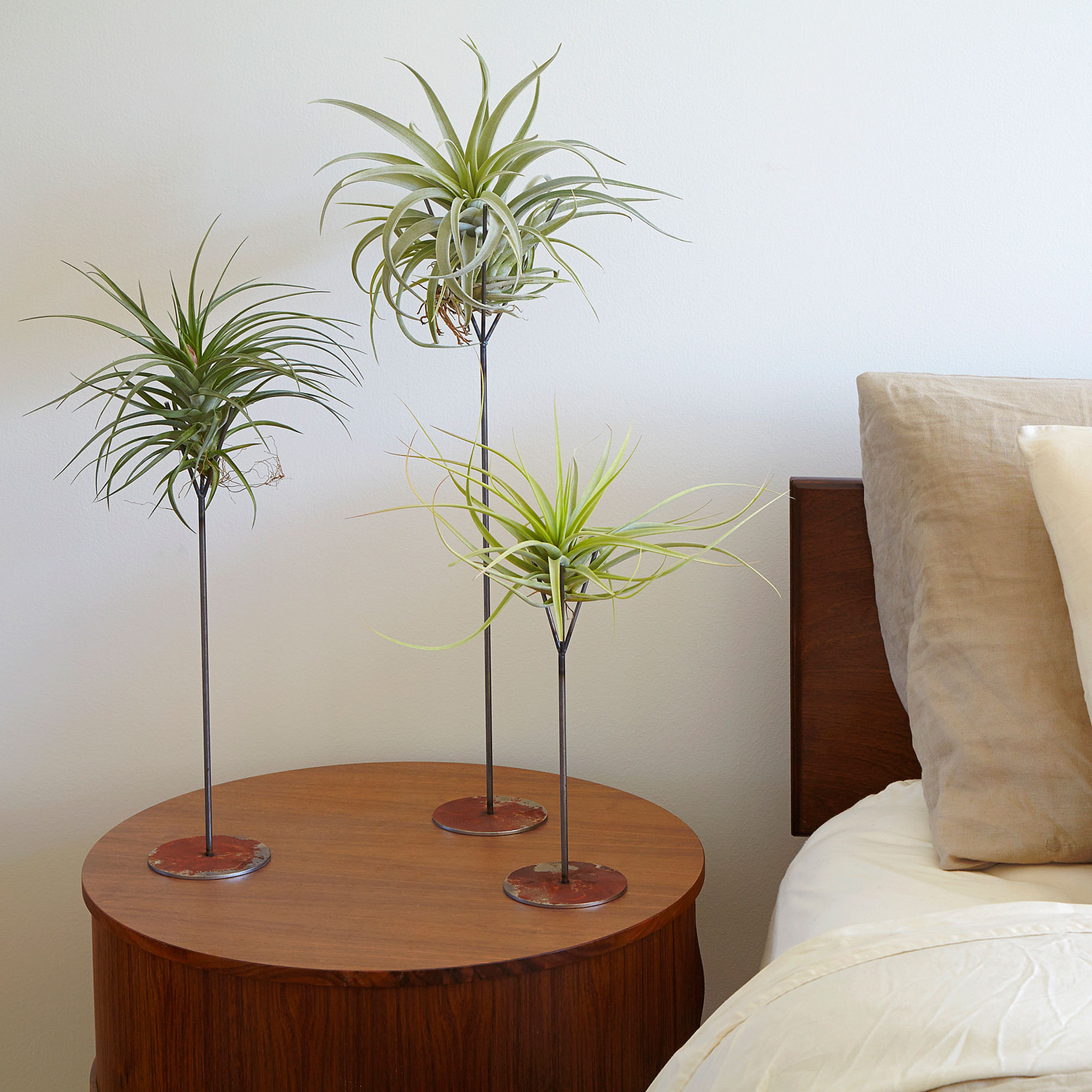 Decorating with Air Plants Sunset Sunset Magazine