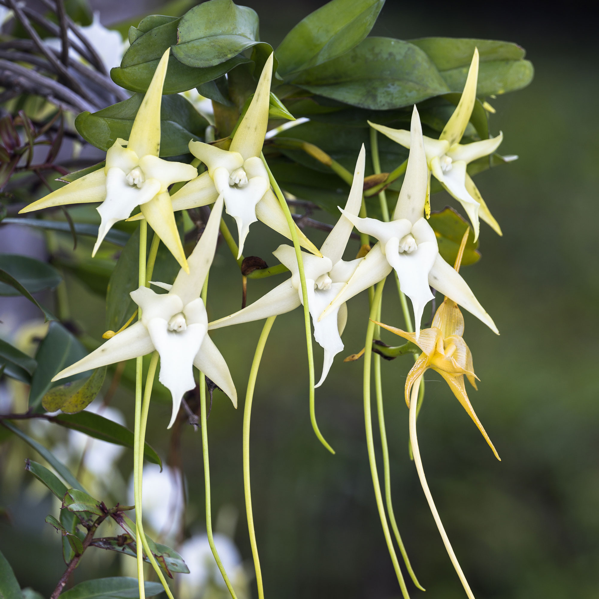 angraecum