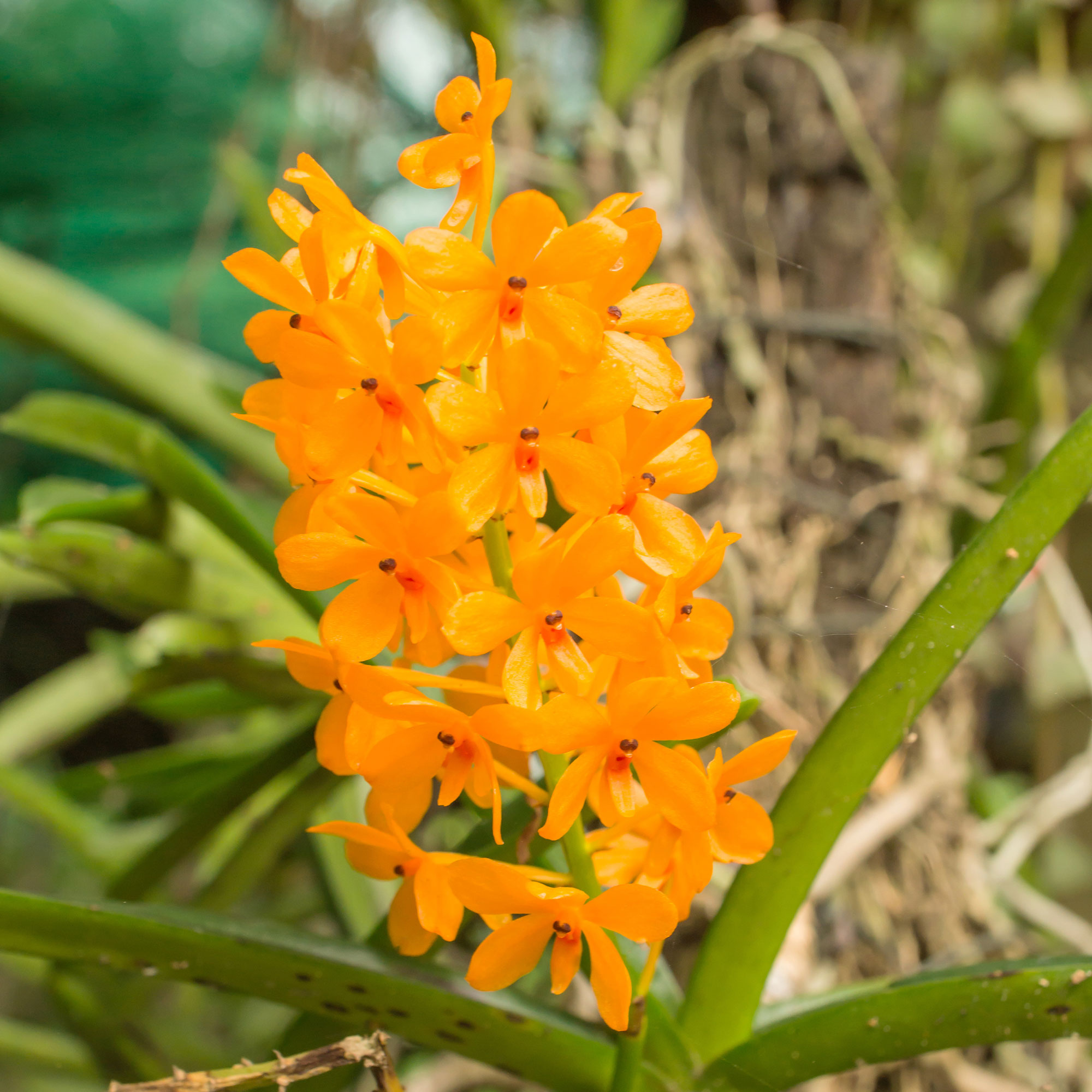 ascocentrum