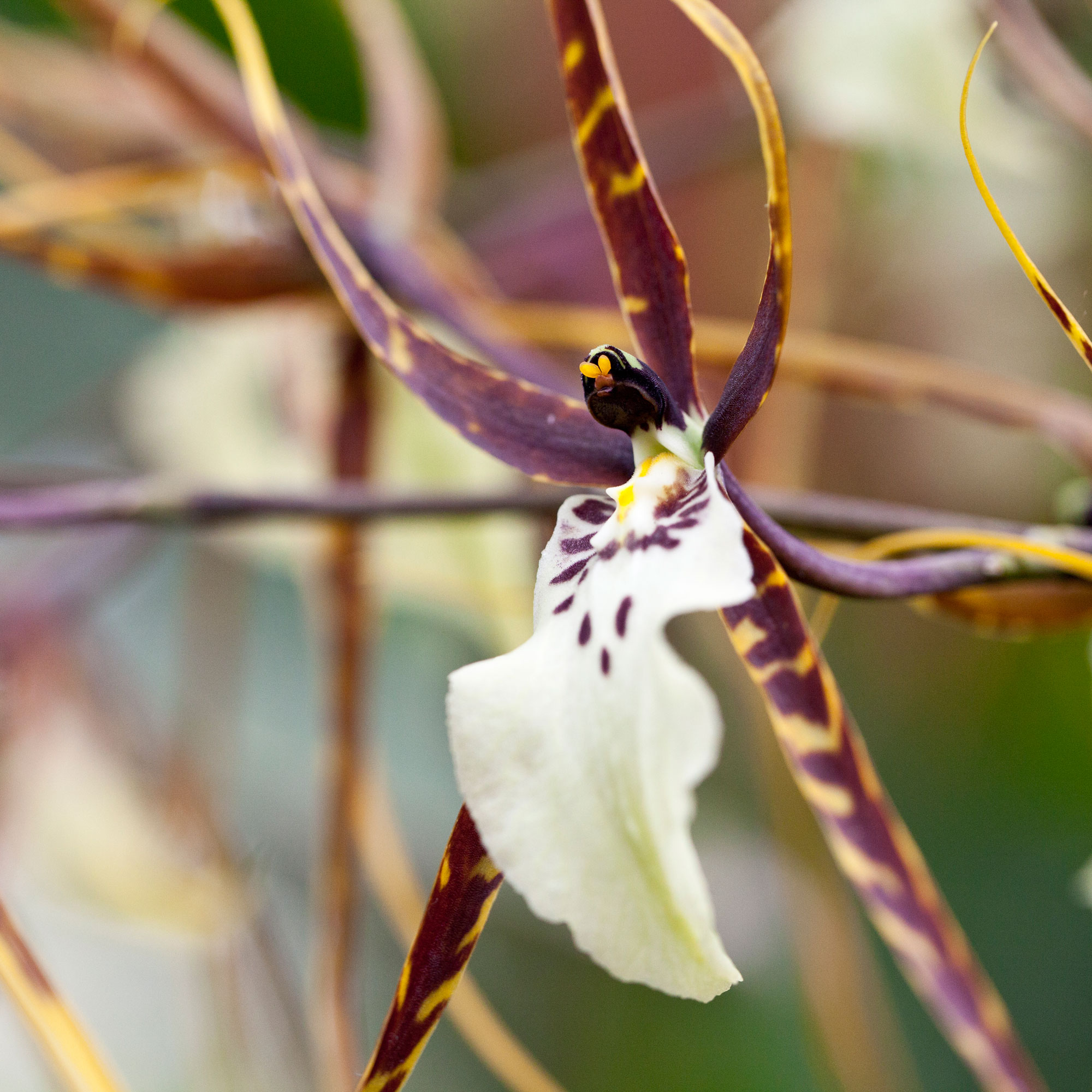 brassia