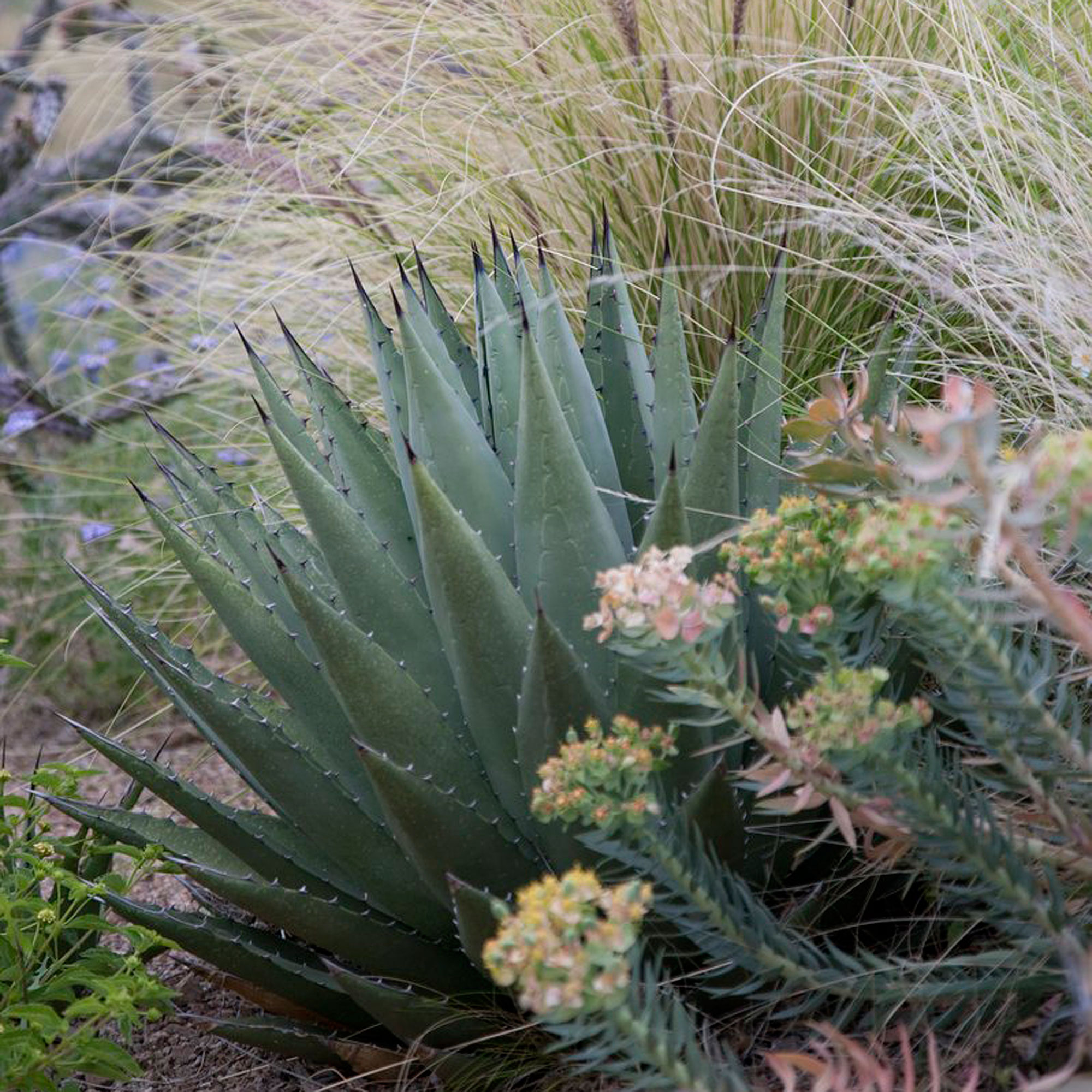 play-off-their-cool-colors