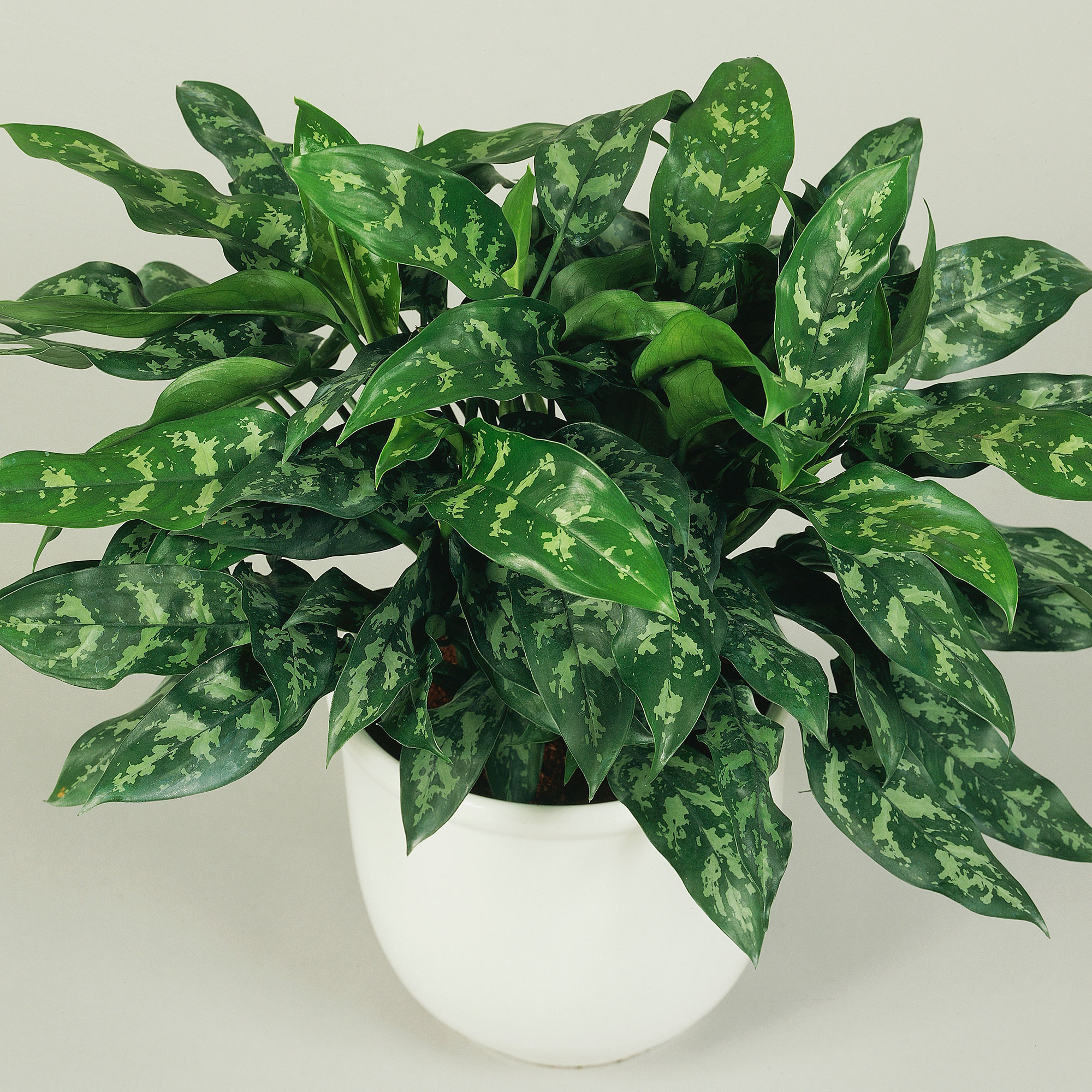 Best Low Light Houseplants - Sunset Magazine