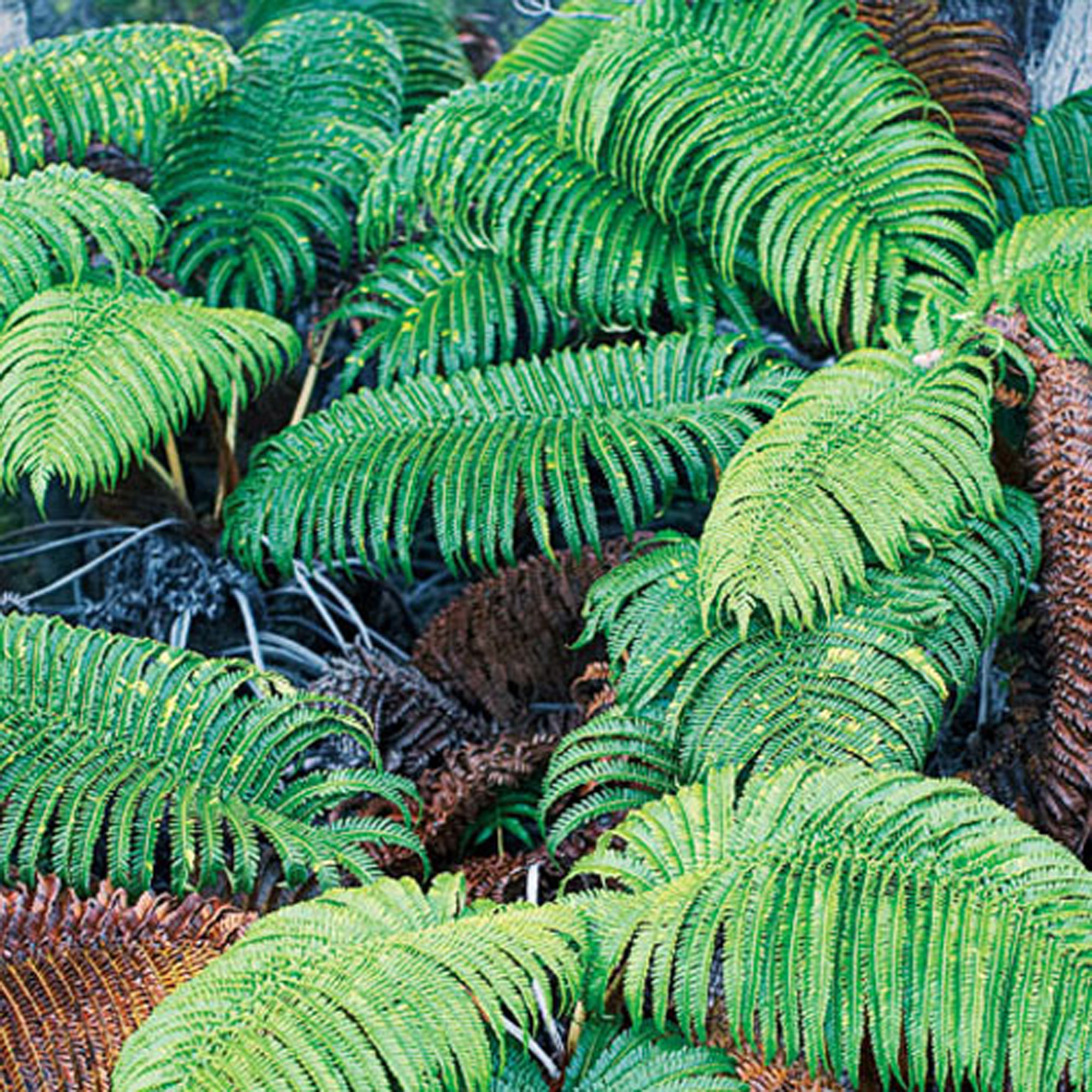 12 Ferns for Western Gardens - Sunset Magazine