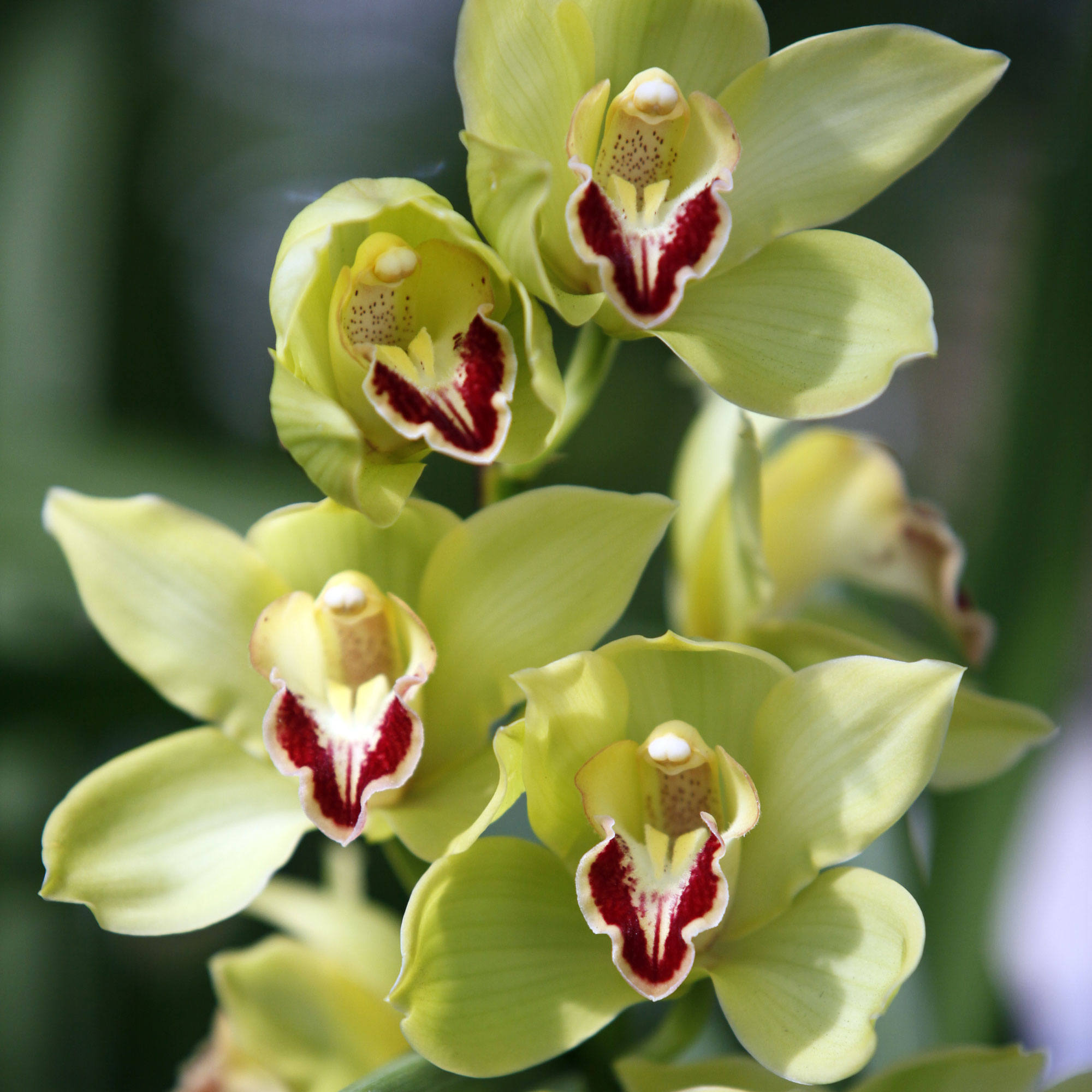 cymbidium