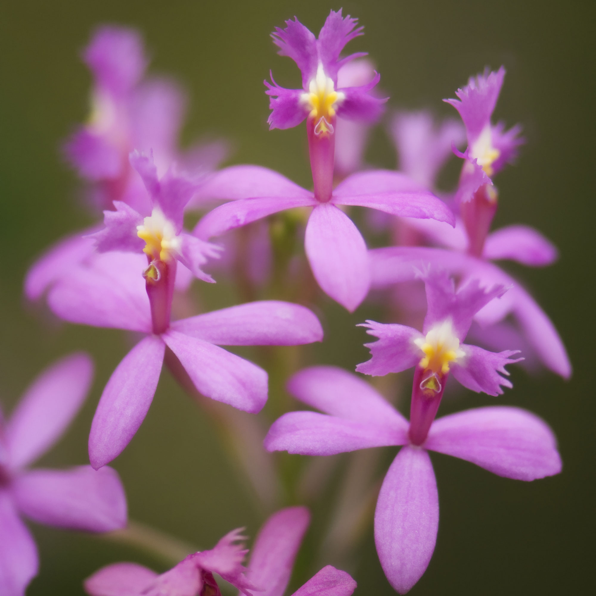 epidendrum