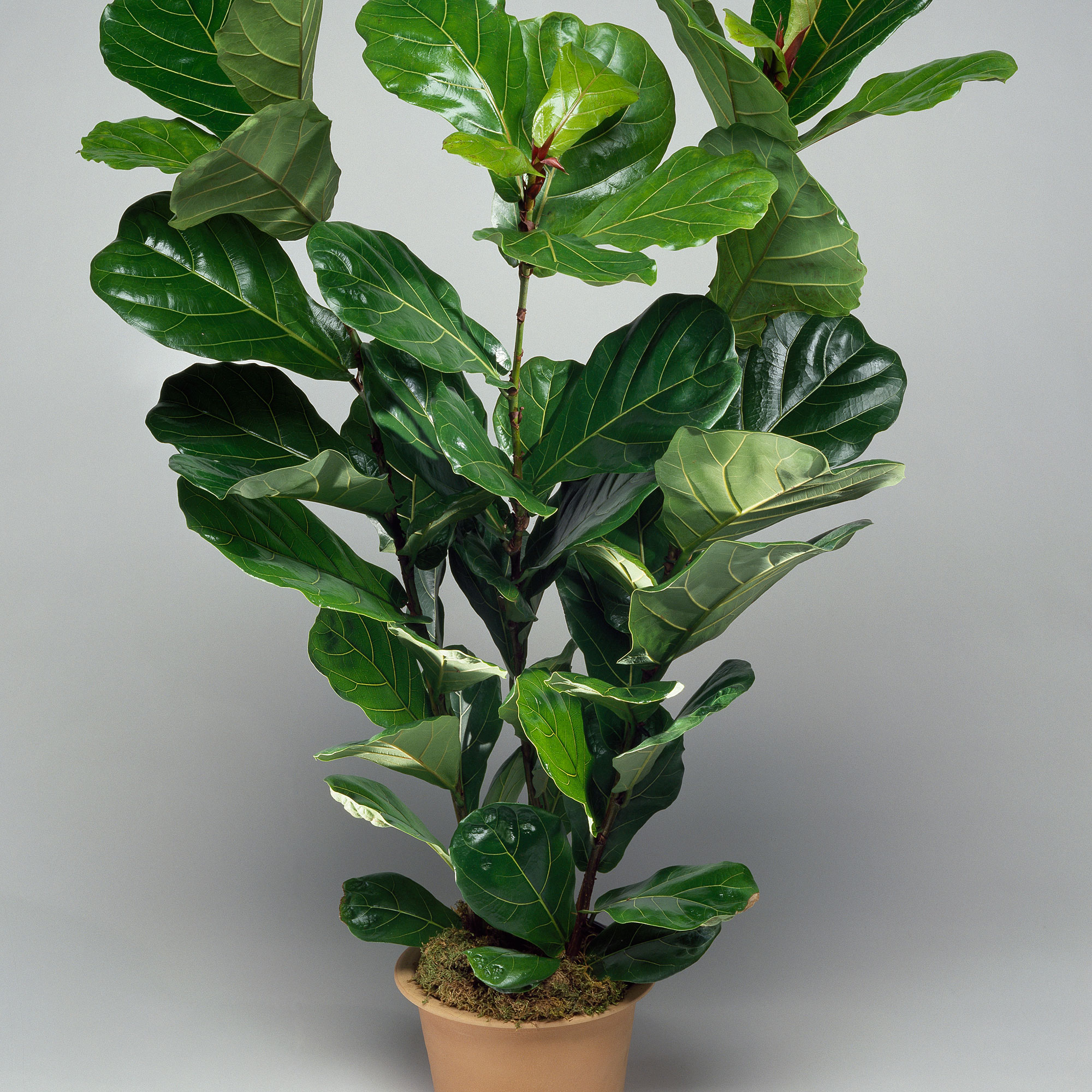 Narrow Plants