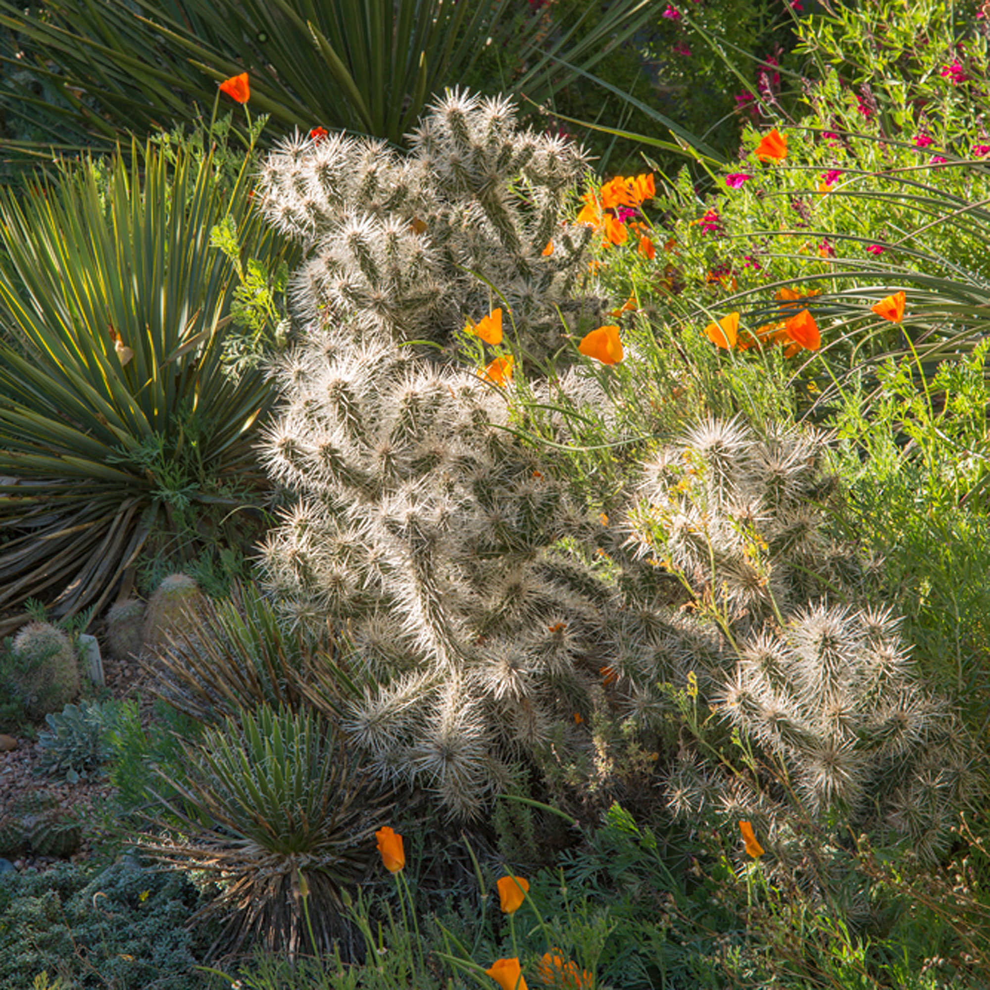 plant-them-where-their-spines-will-glow