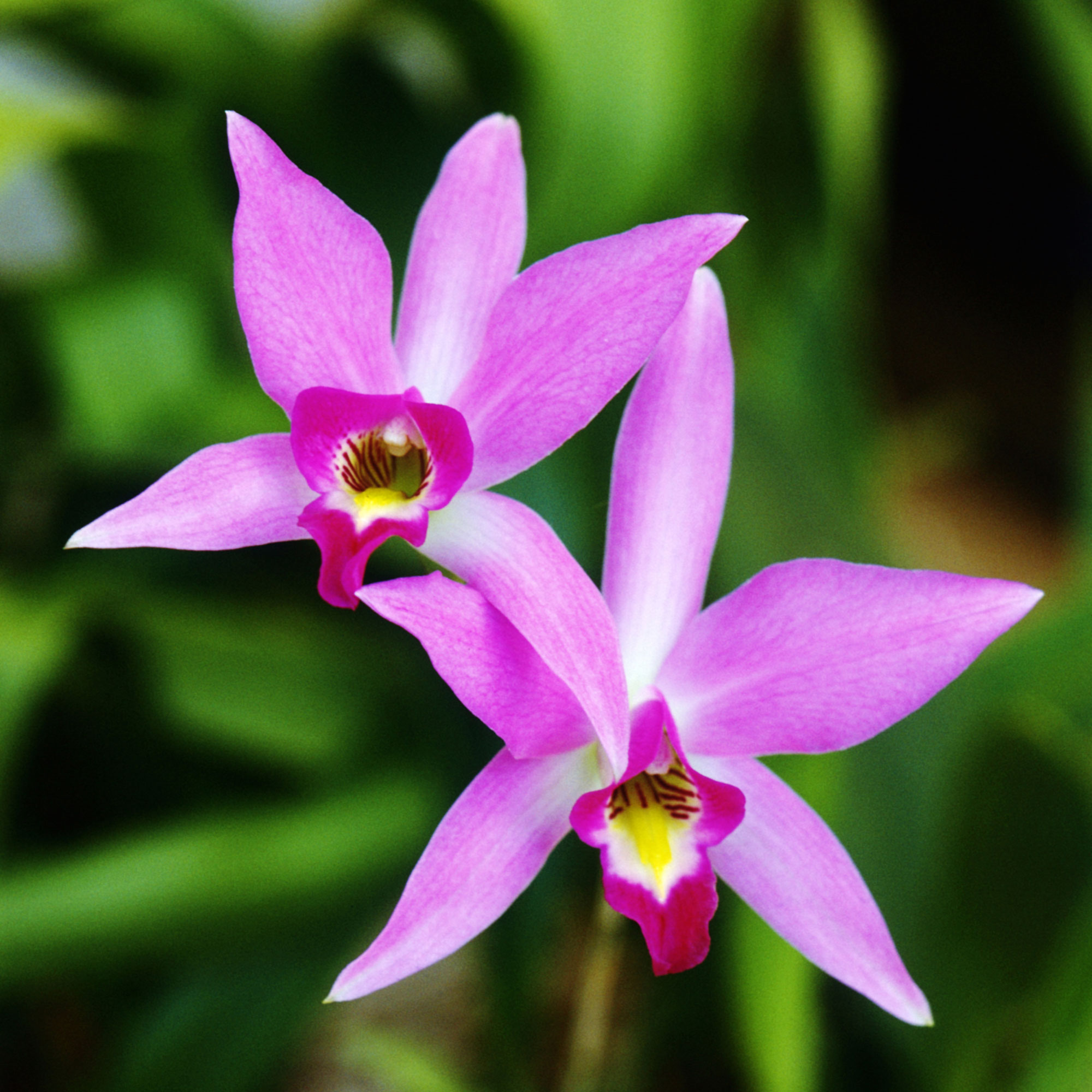 laelia