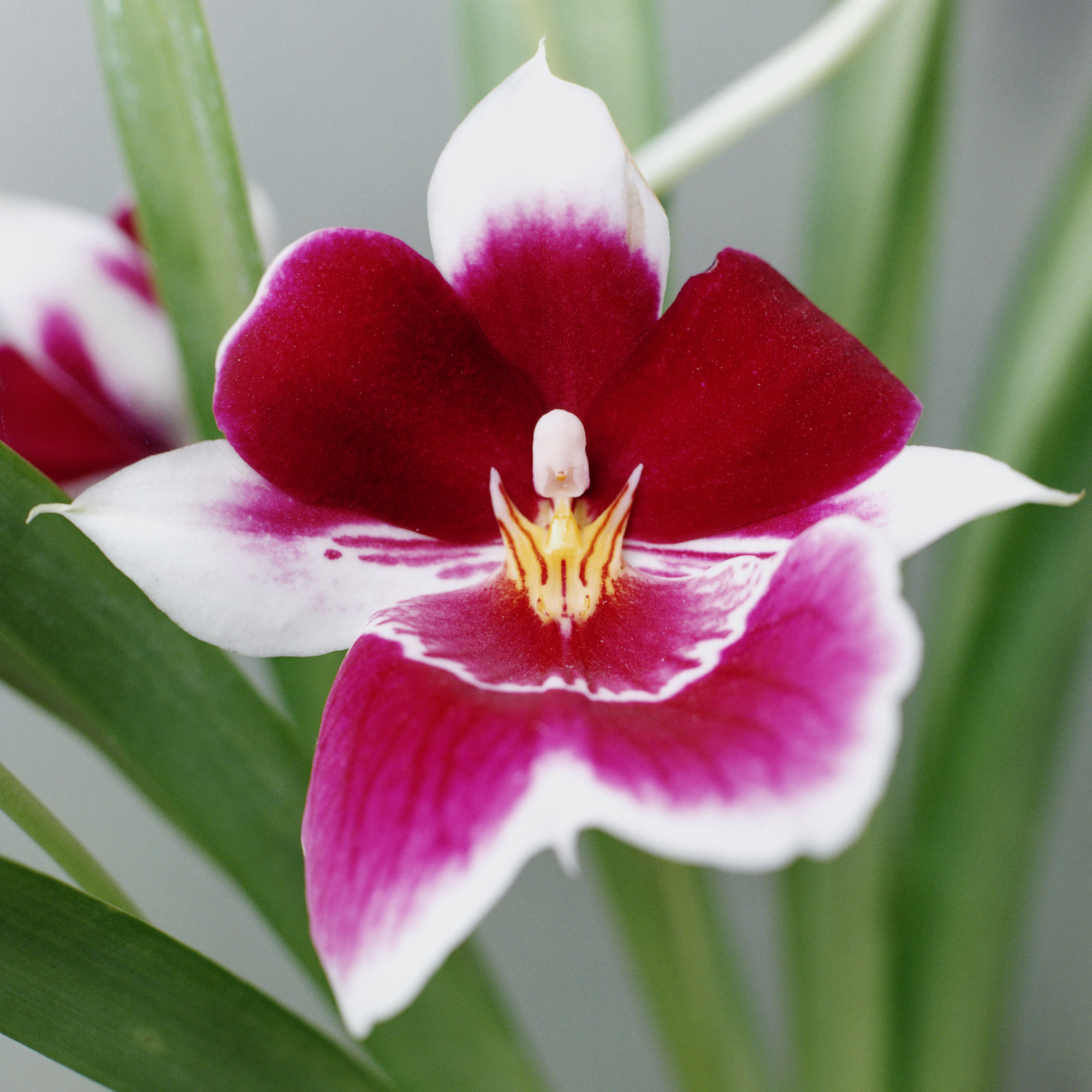 miltonia
