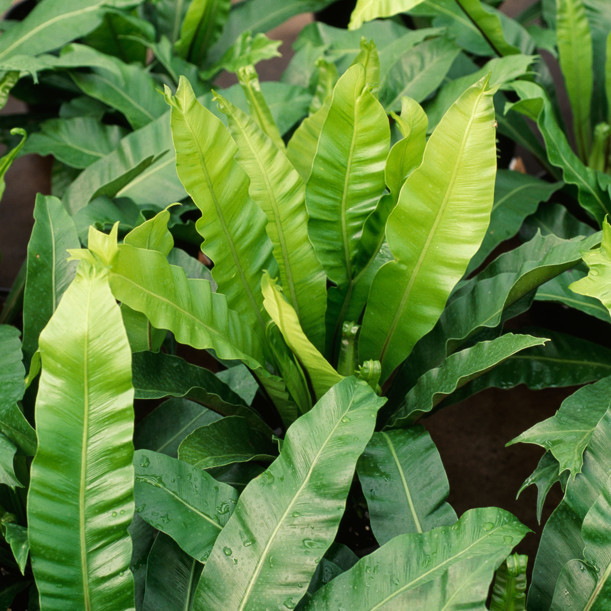 12 Ferns  for Western Gardens Sunset Magazine