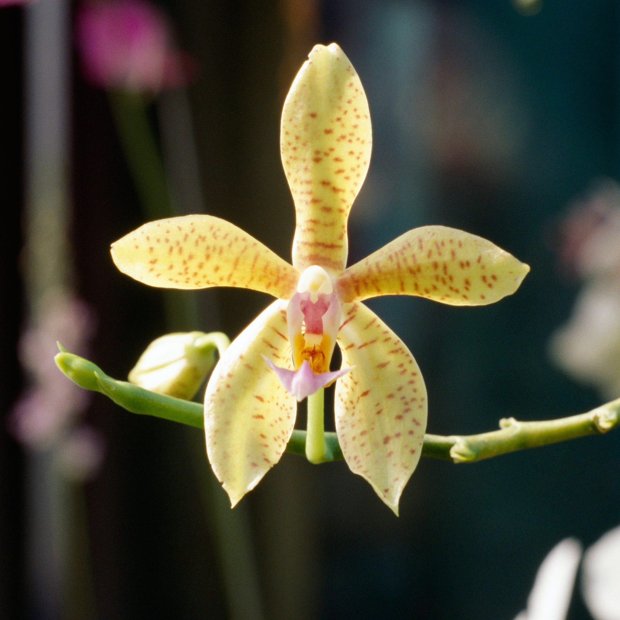 odontoglossum