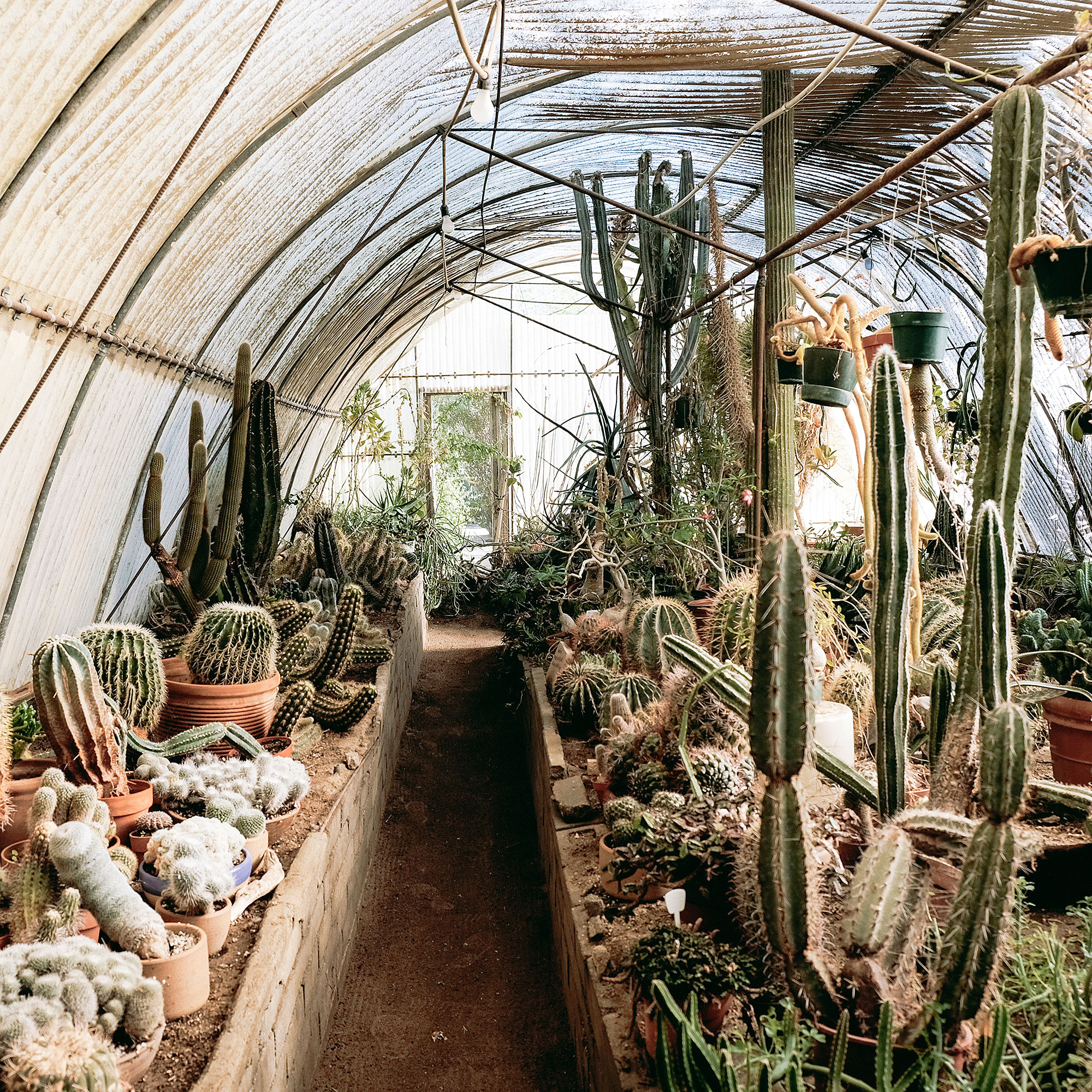 moorten-botanical-garden