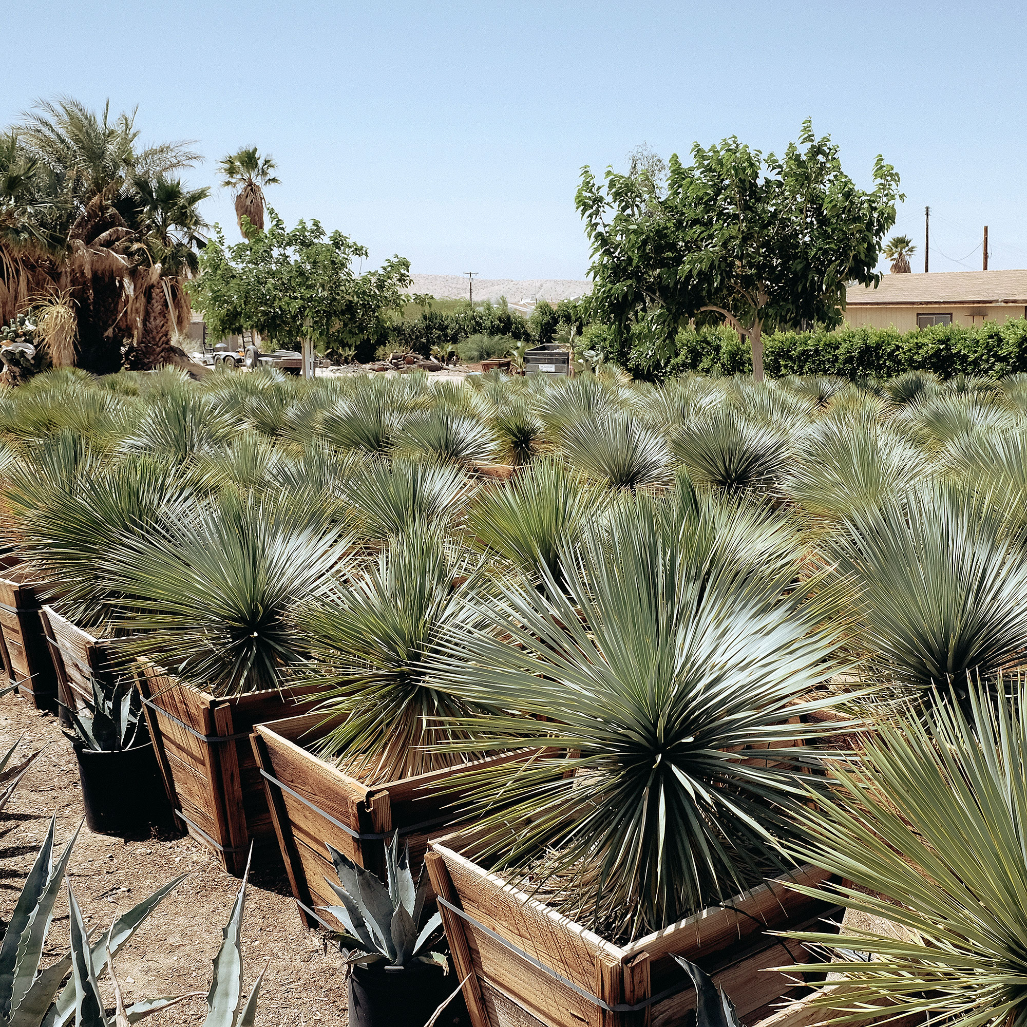 sunland-cactus-nursery