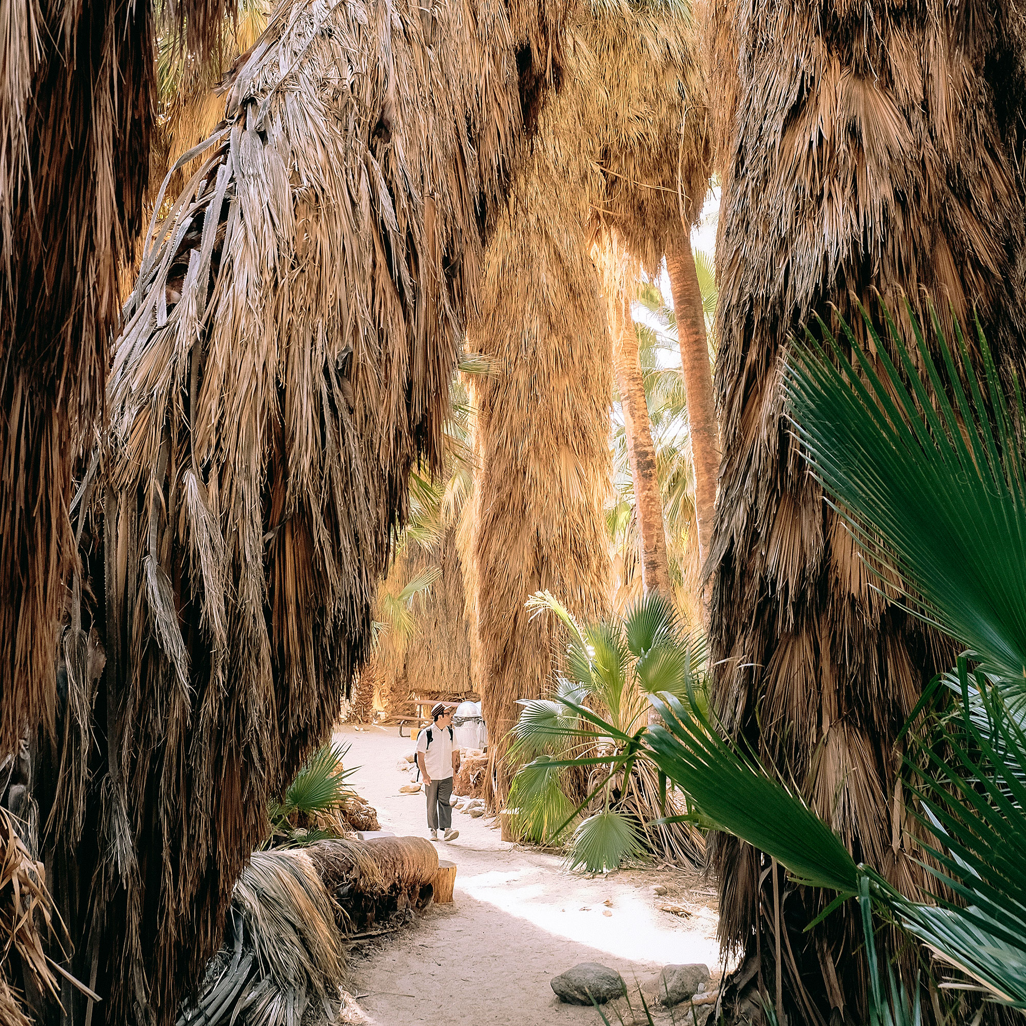 thousand-palms-oasis