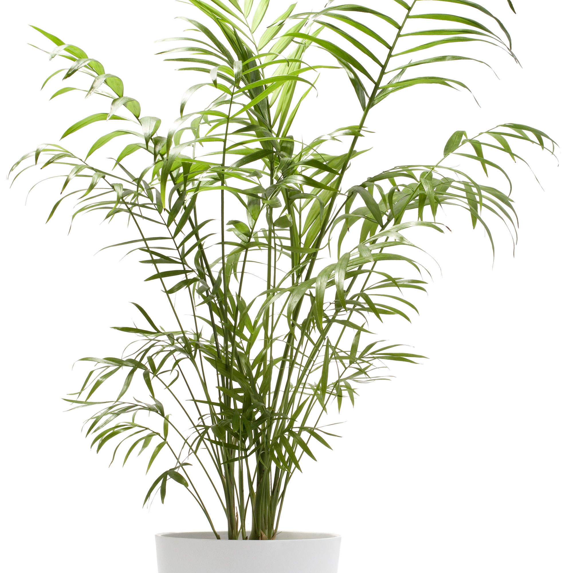 parlor-palm-chamaedorea-elegans