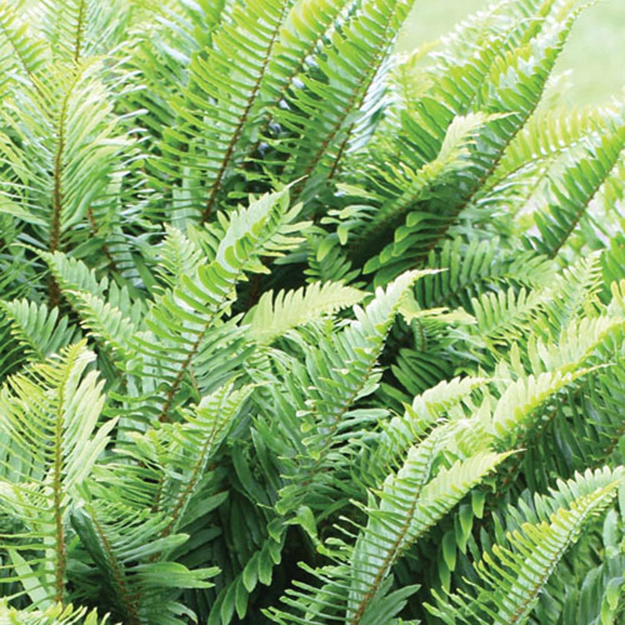 Rediscover Ferns
