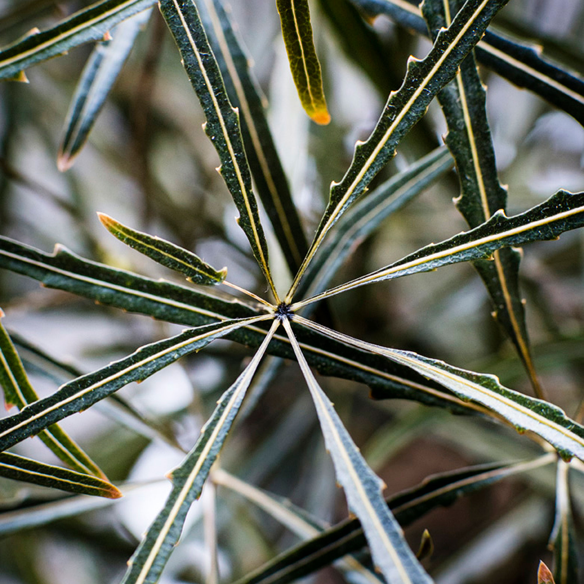 plant-in-the-proper-potting-mix