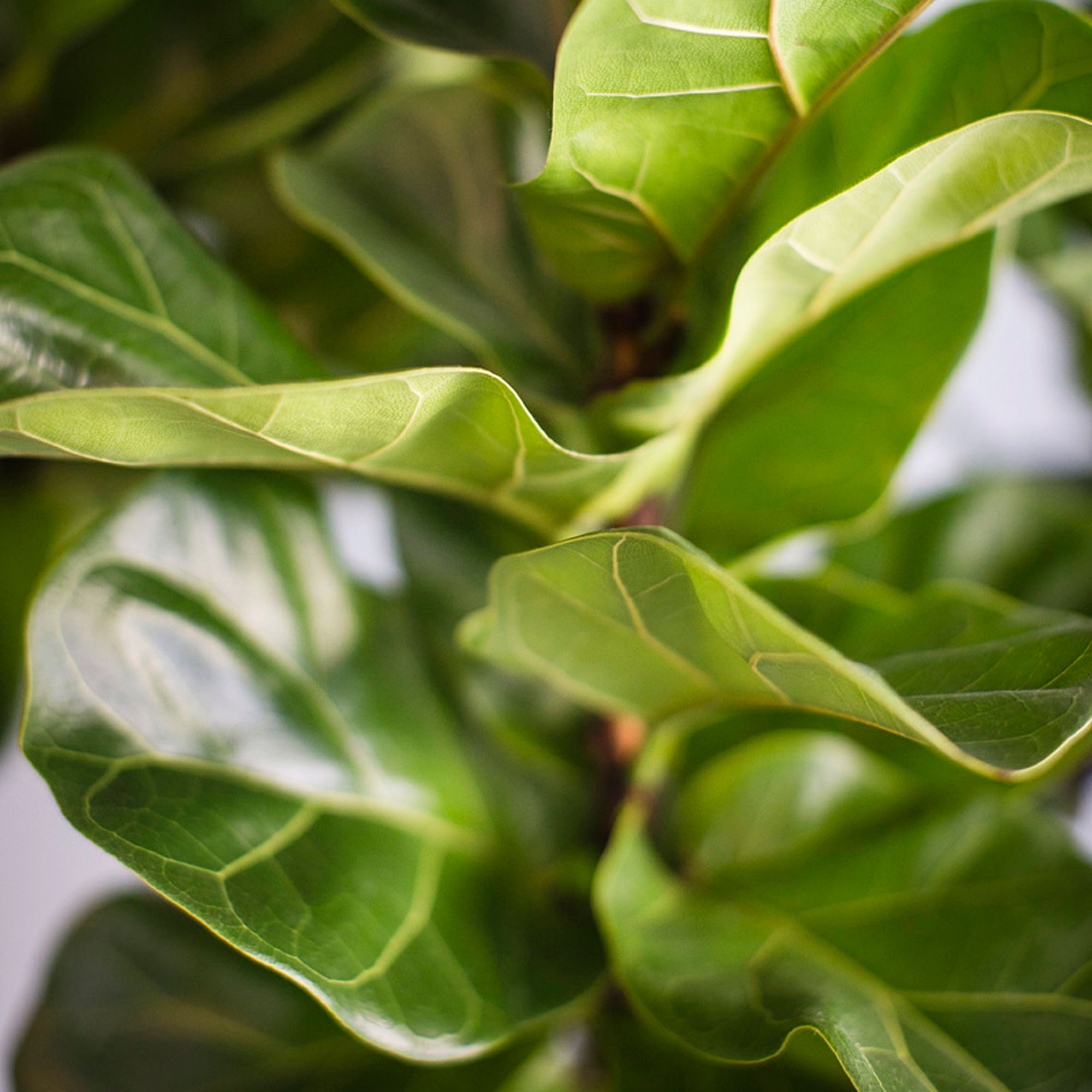 rotate-for-even-growth