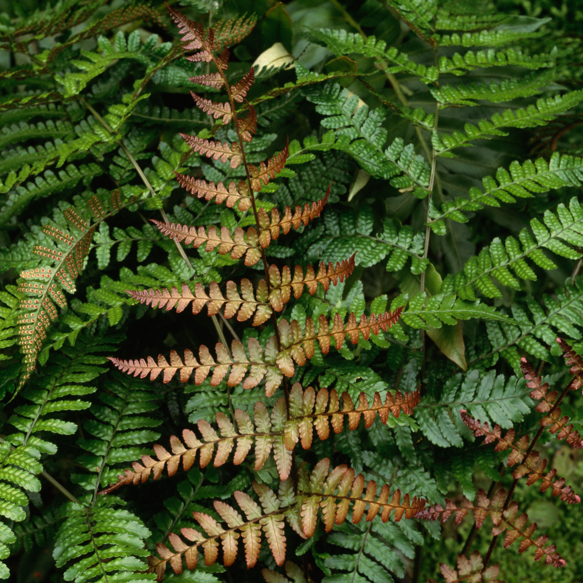 Types Of Fern Plants Outdoor : 11 Types Of Ferns Indoor Outdoor To ...