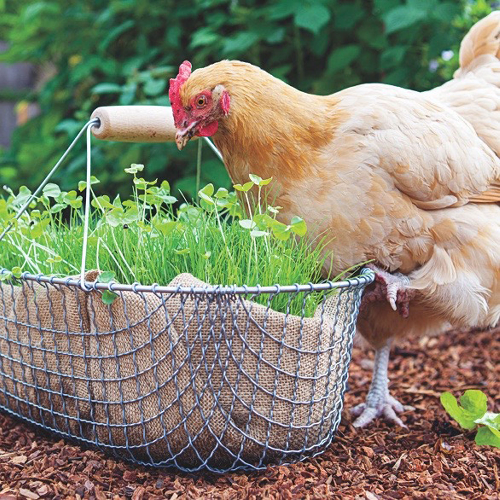 Send us your chicken photos!