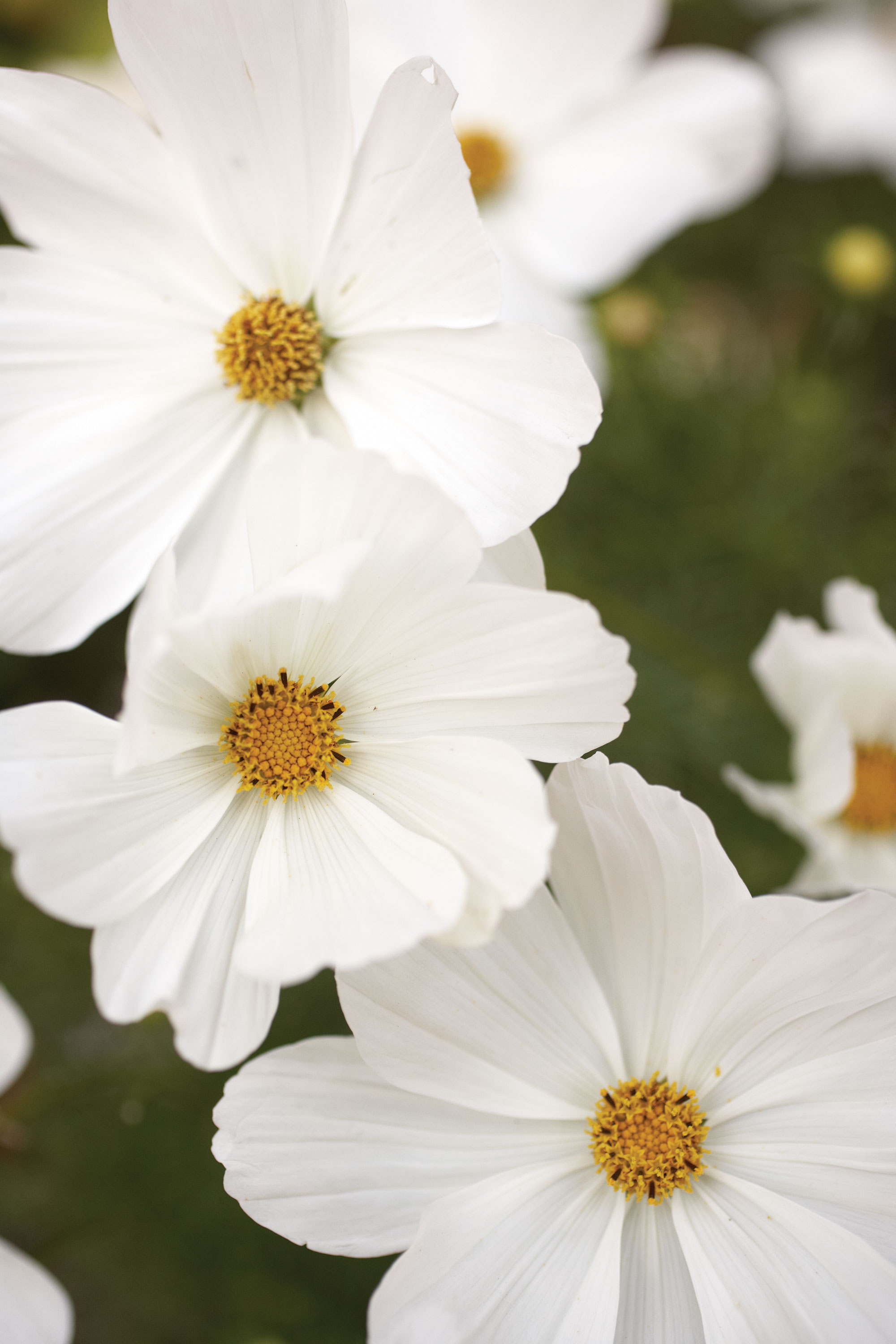 cosmos-c-bipinnatus