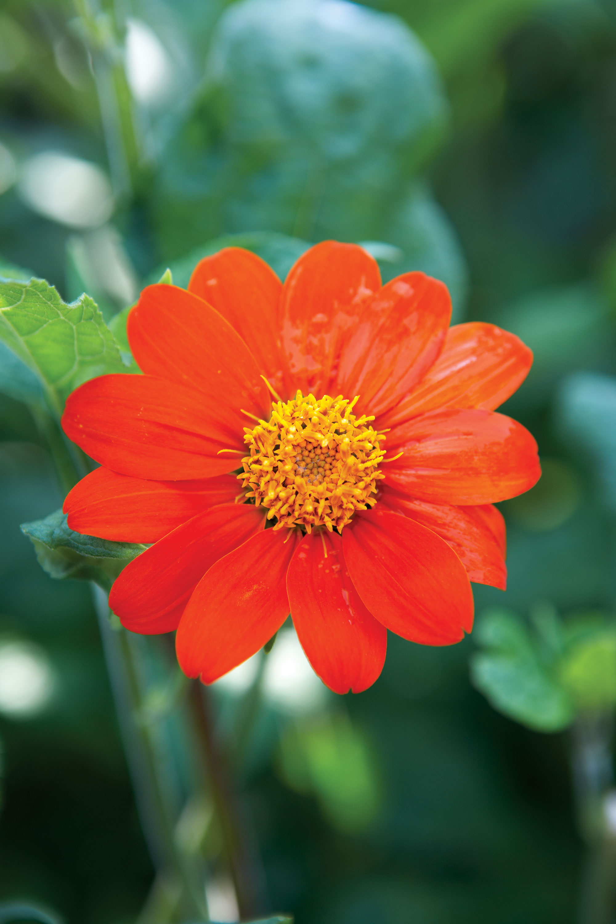 mexican-sunflower-tithonia-rotendifolia