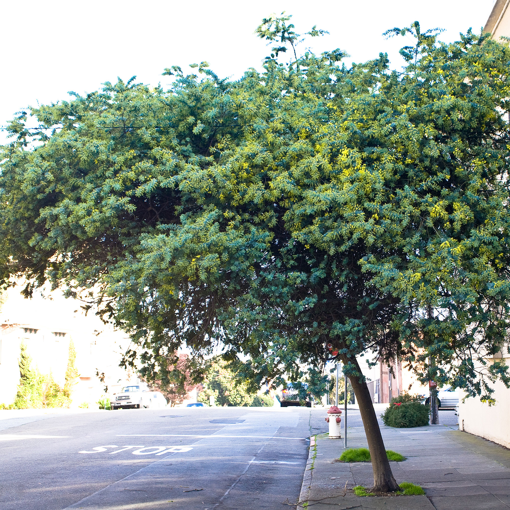 baileys-acacia-acacia-baileyana