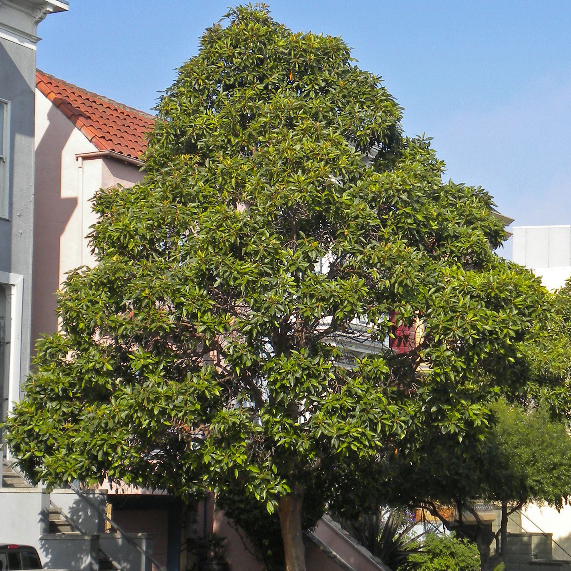 brisbane-box-lophostemon-confertus