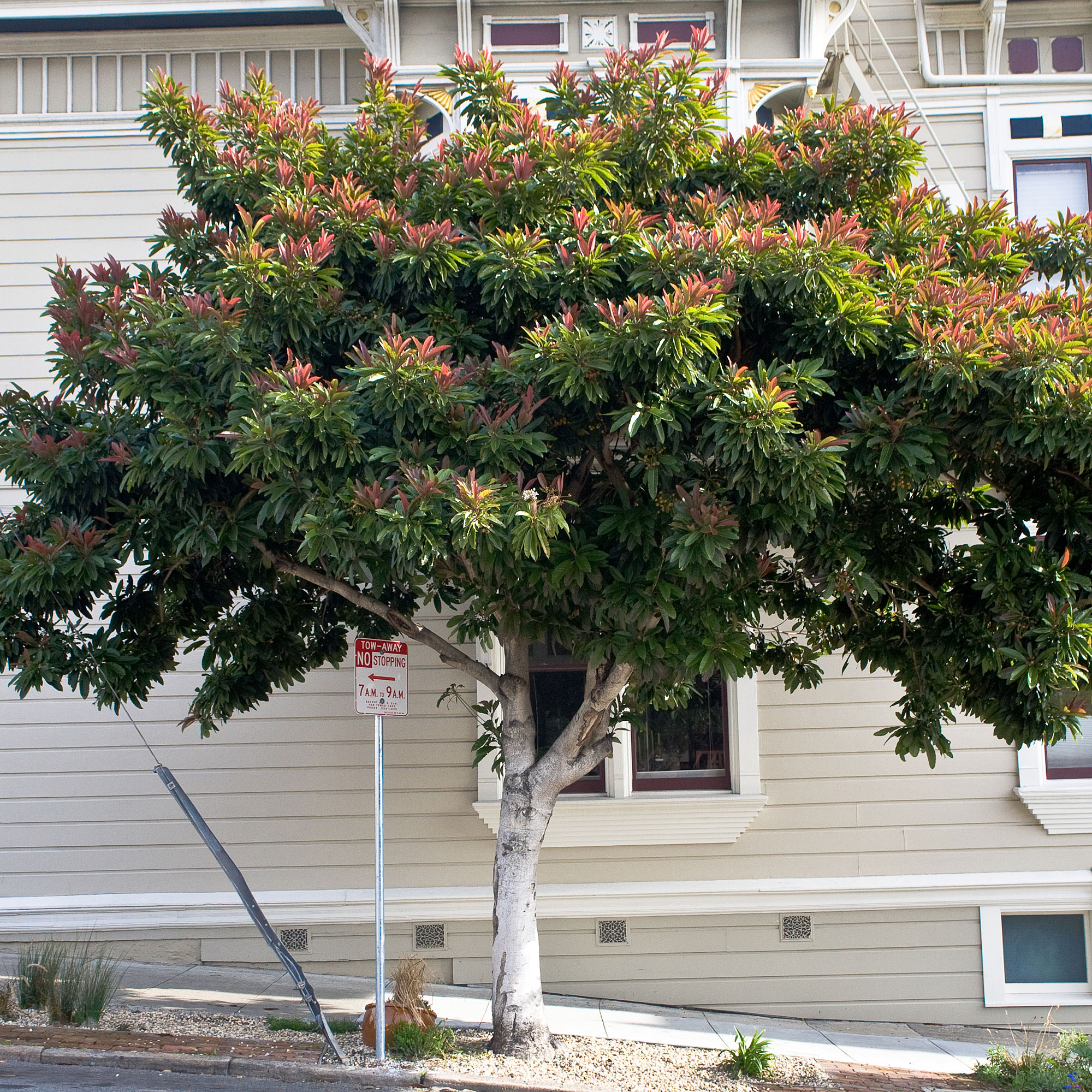 bronze-loquat-eriobotrya-deflexa