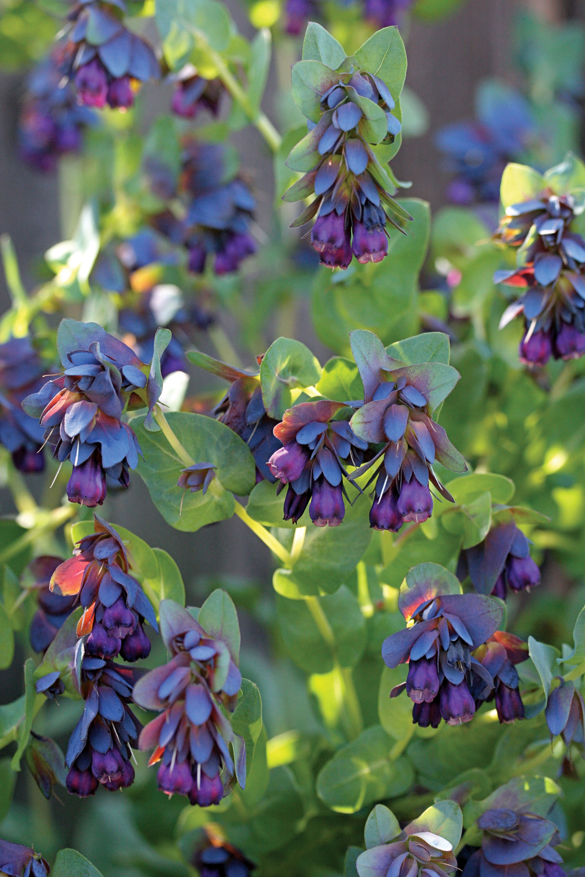 honeywort-cerinthe-purpurascens