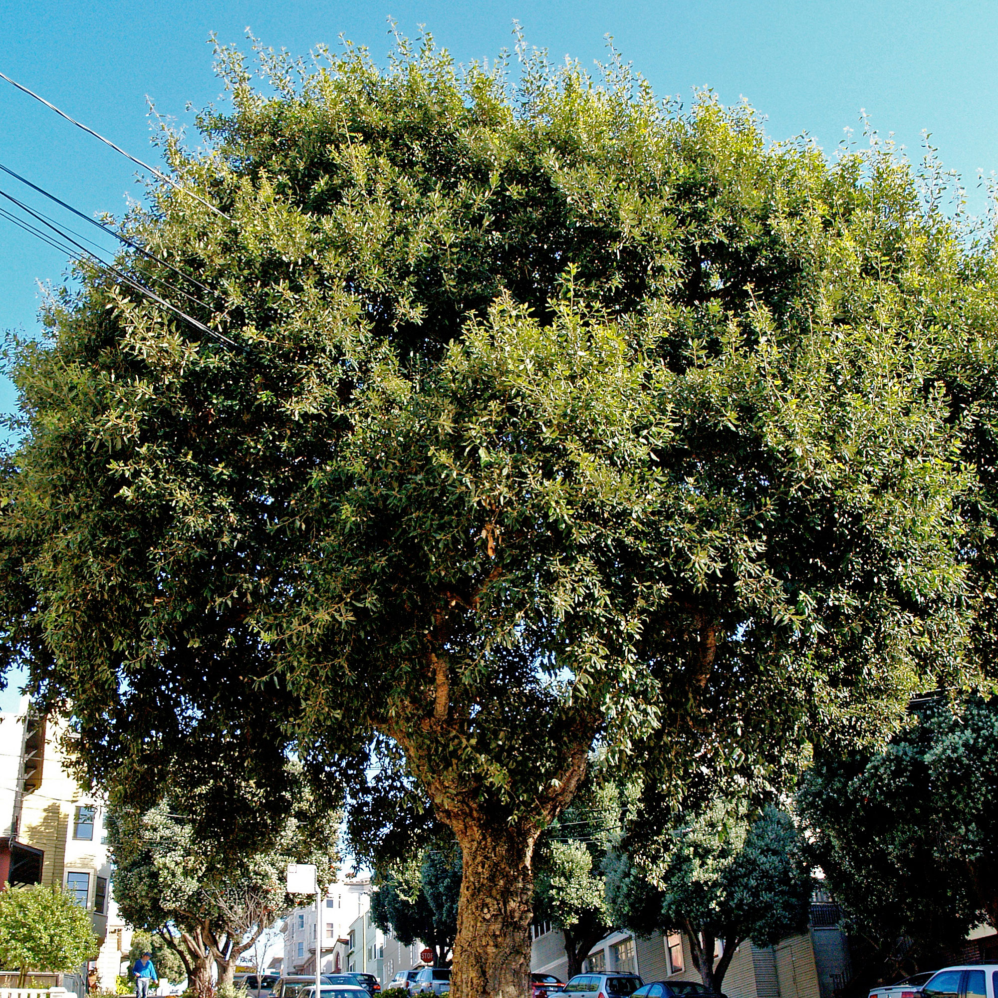 cork-oak-quercus-suber