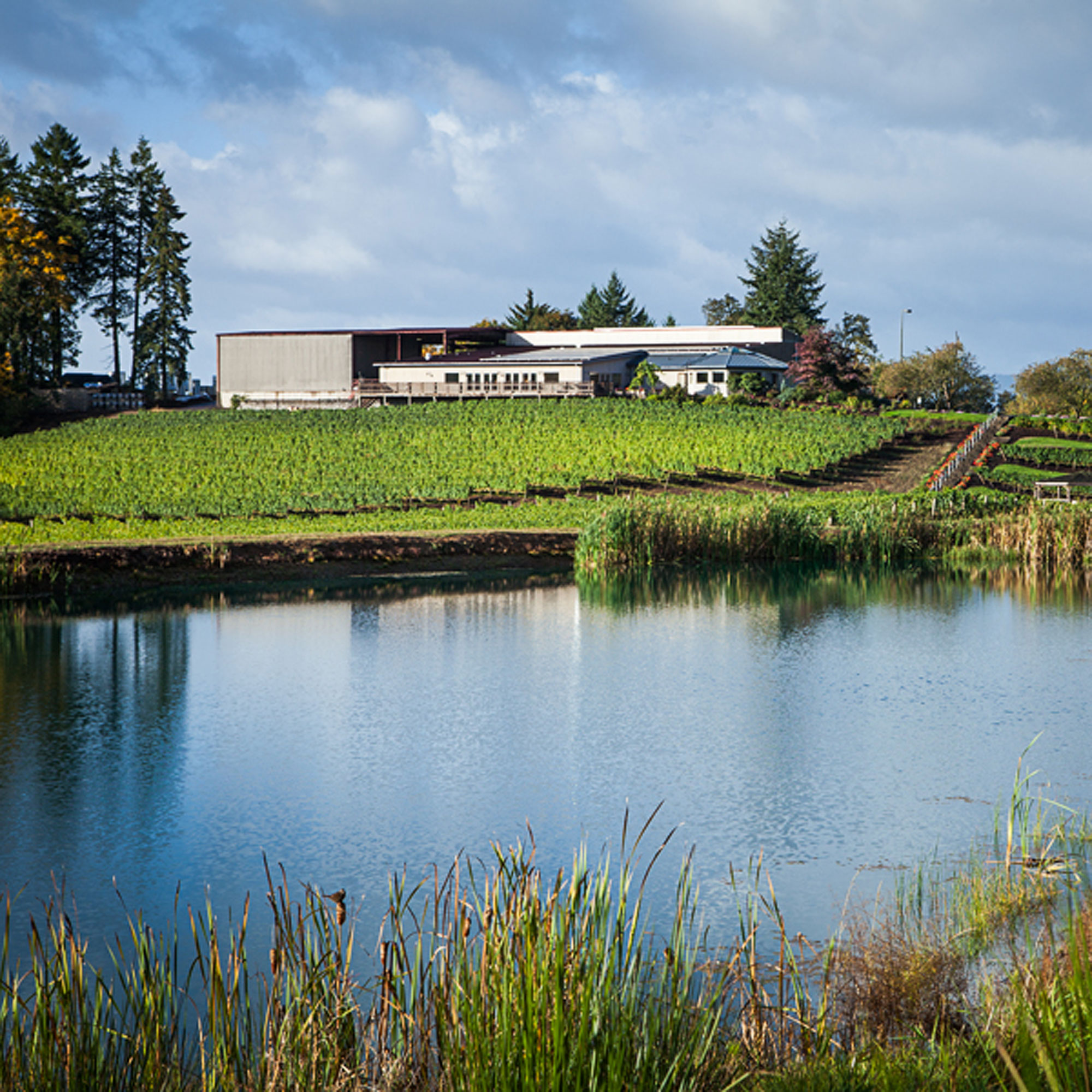 wine-elk-cove-vineyards
