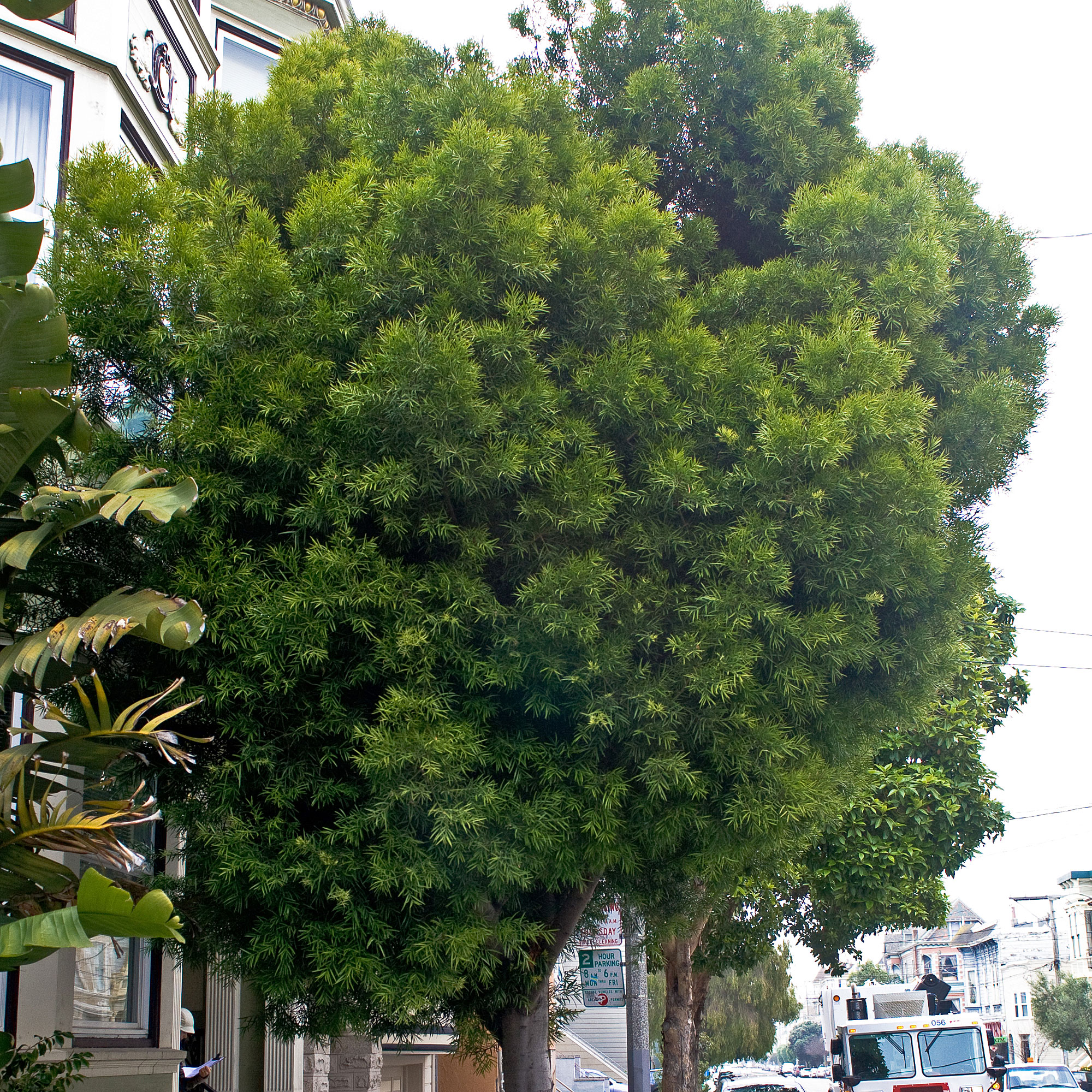 fern-pine-afrocarpus-gracilior