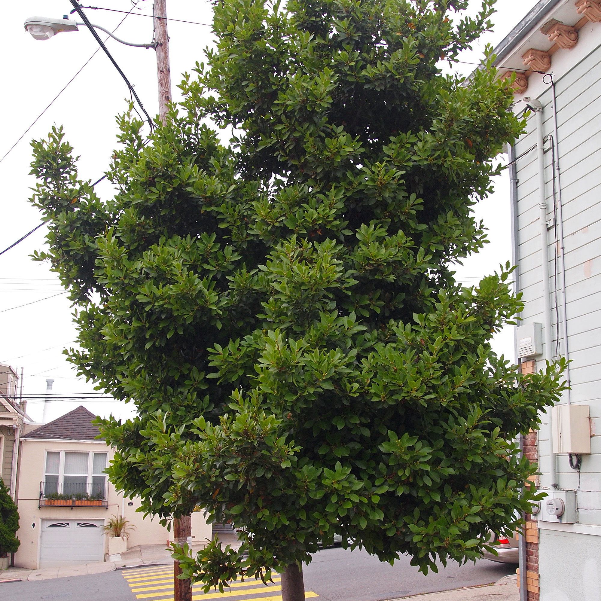 grecian-laurel-laurus-nobilis