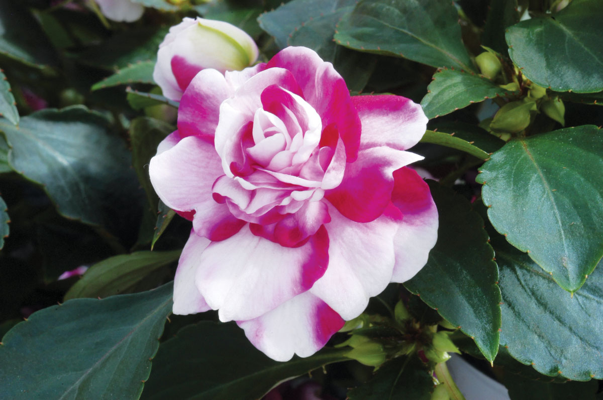 impatiens-i-balsameana-i-walleriana