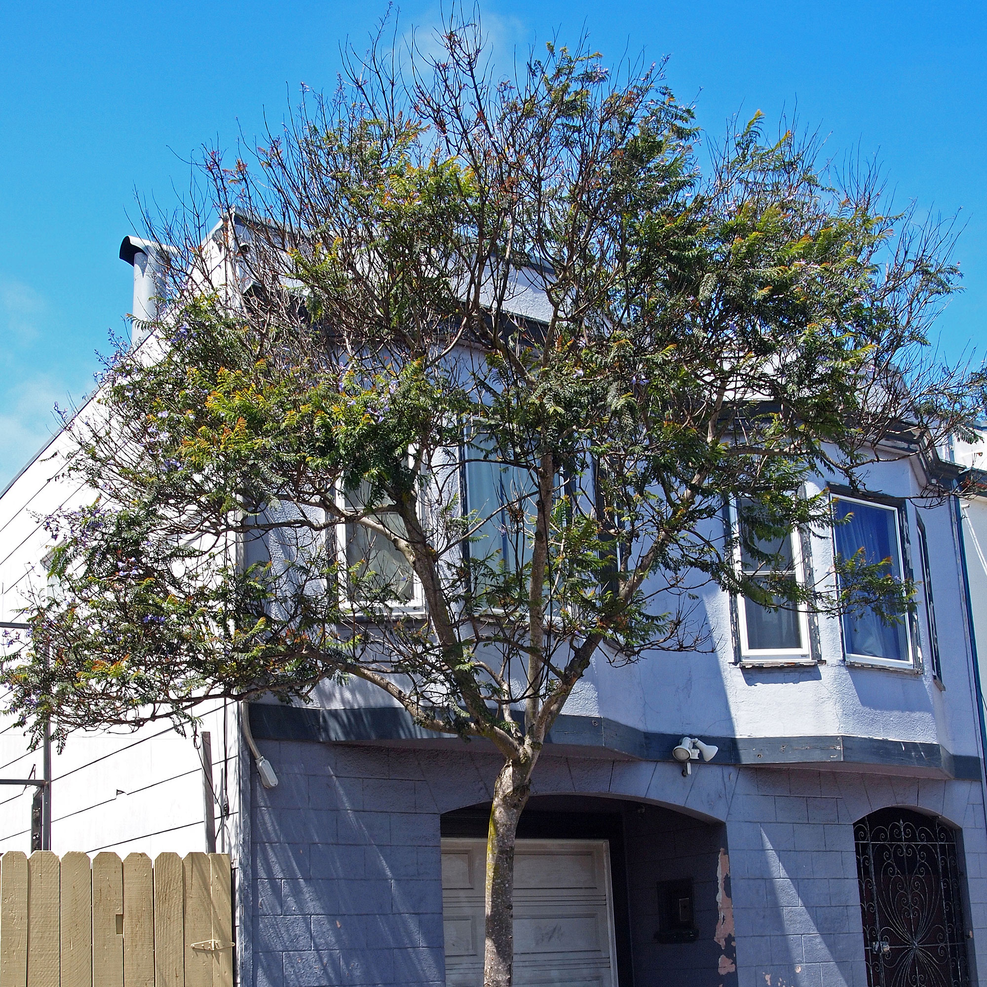 jacaranda-jacaranda-mimosifolia