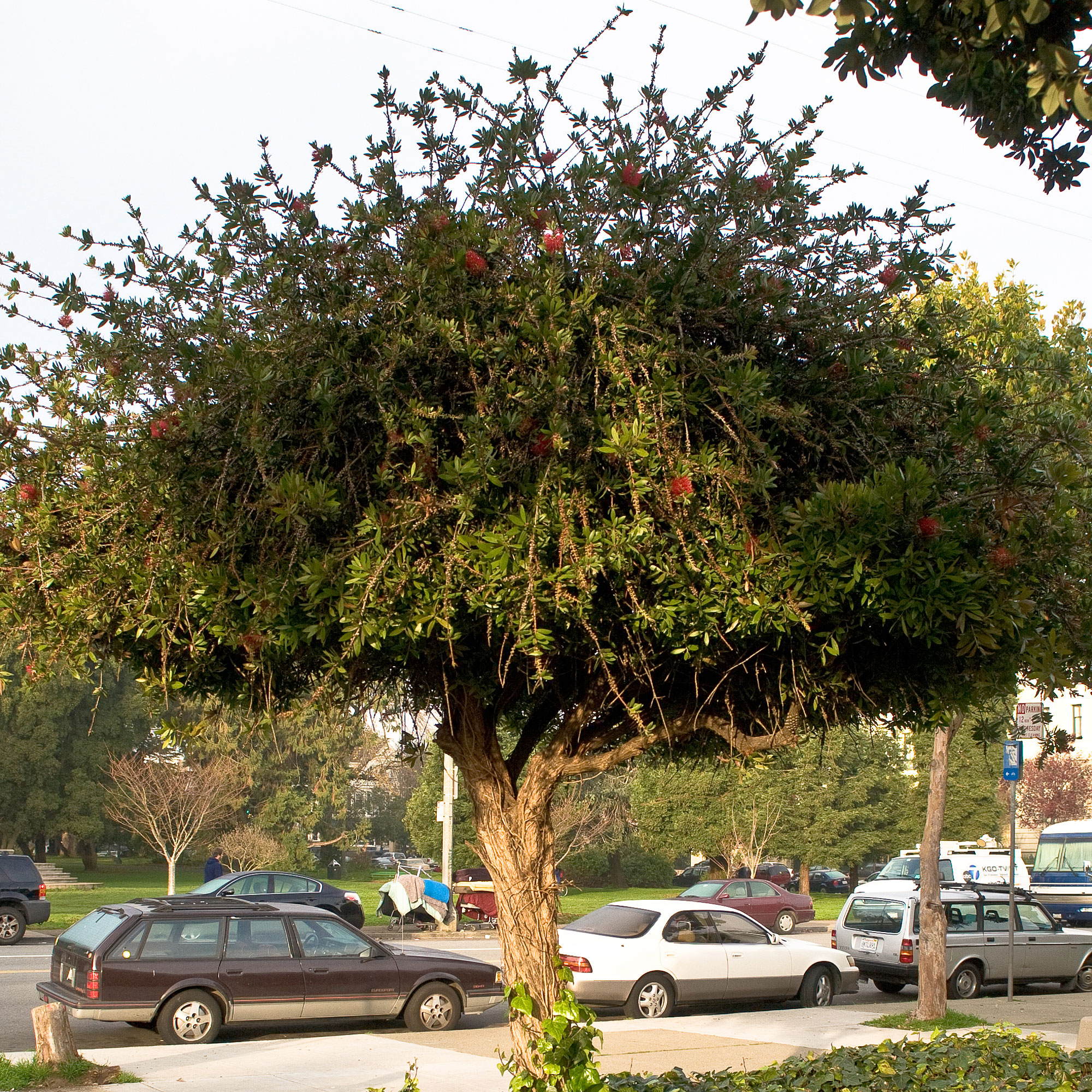 lemon-bottlebrush-callistemon-citrinus