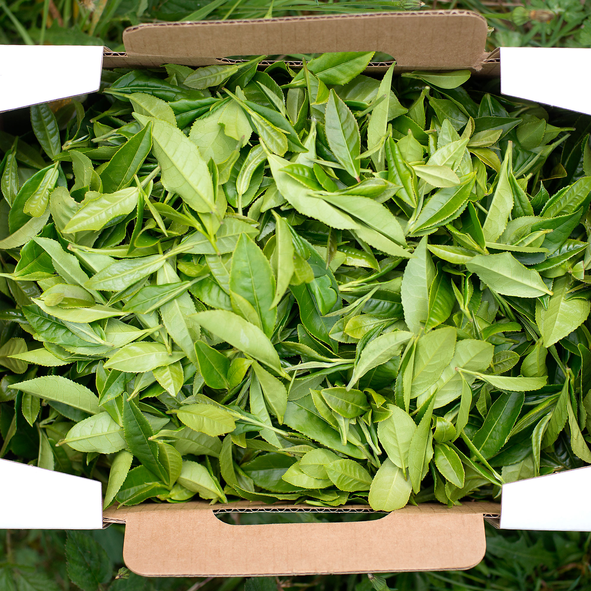 Growing Camellia Sinensis - Sunset Magazine