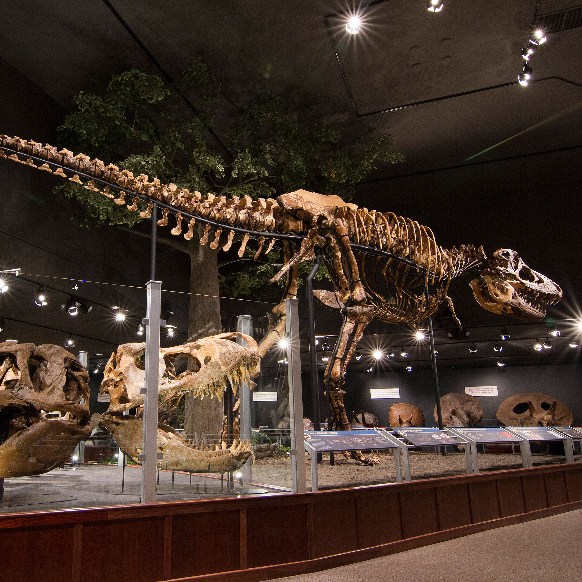 museum-of-the-rockies-bozeman-mt