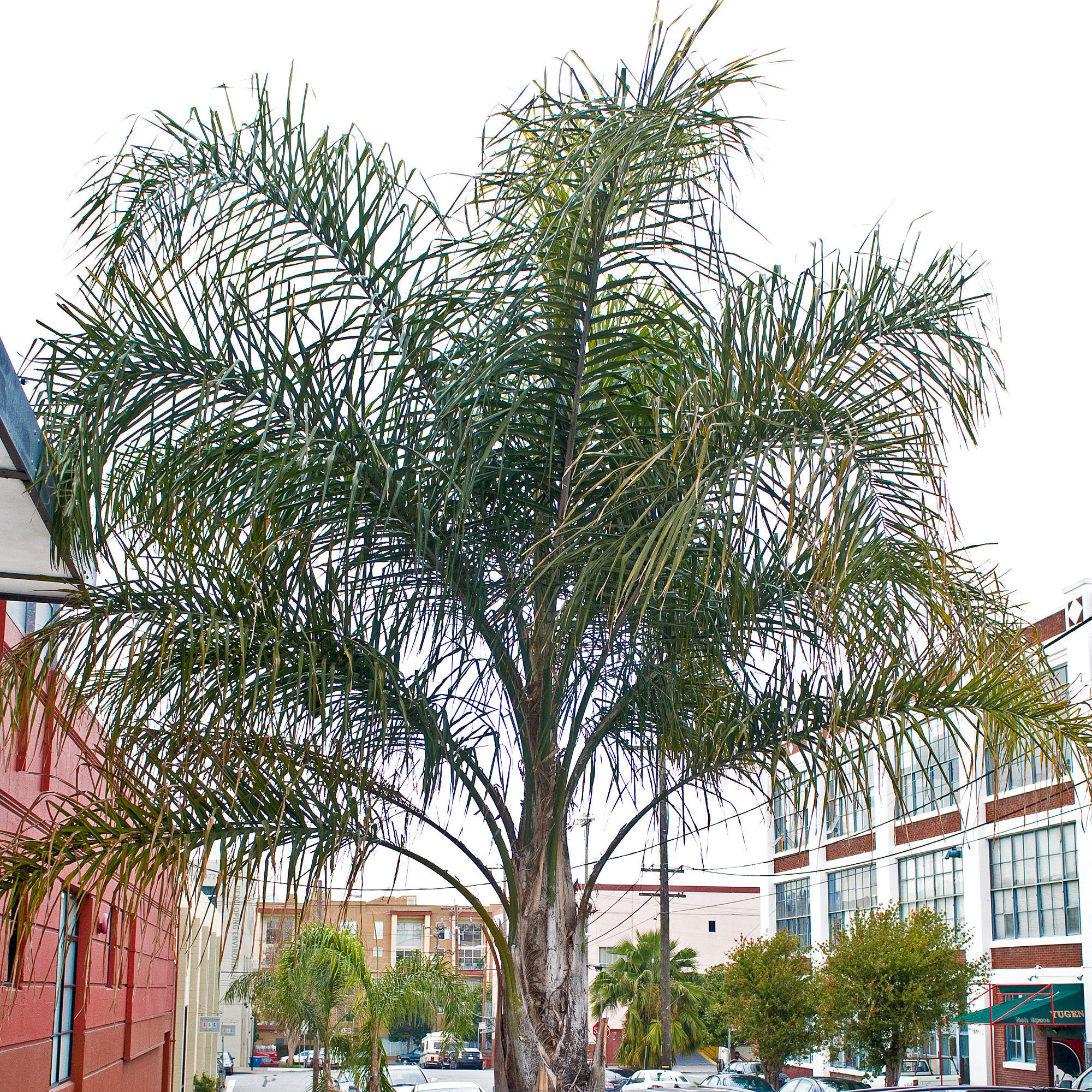 queen-palm-syagrus-romanzoffiana