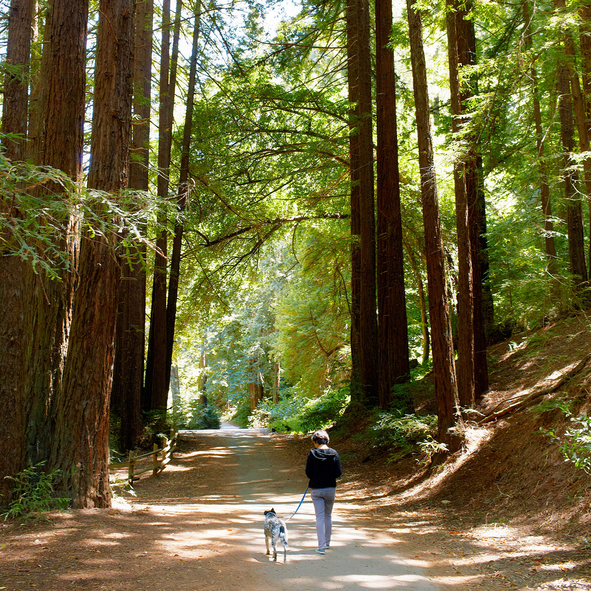 redwood-regional-park