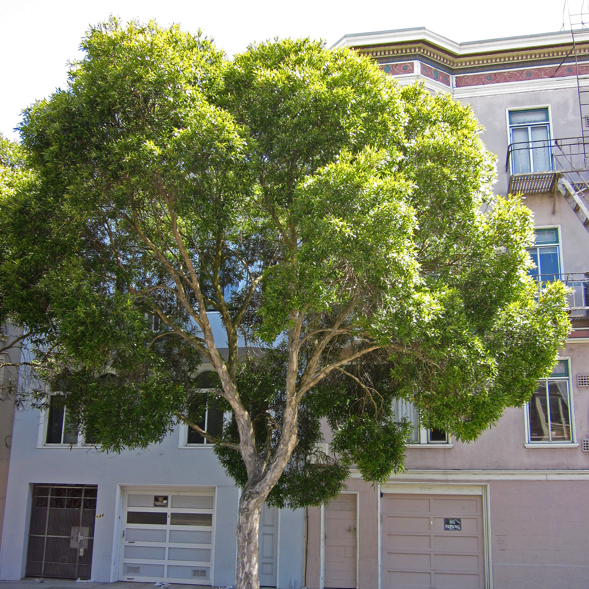 small-leaf-tristania-tristaniopsis-laurina