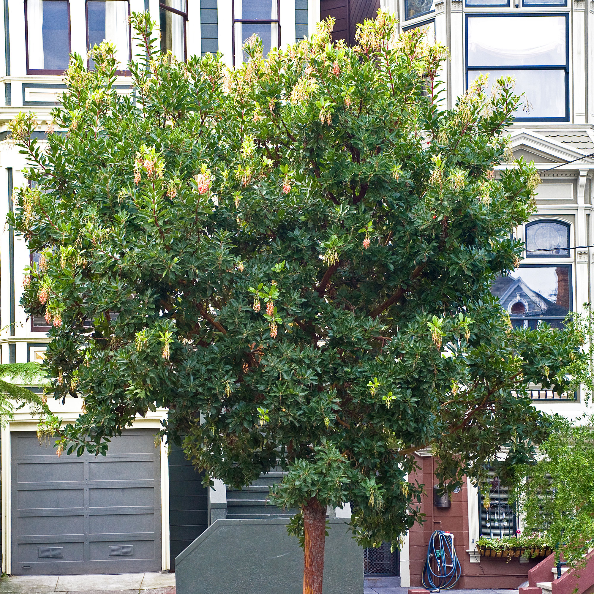 strawberry-tree-arbutus-marina